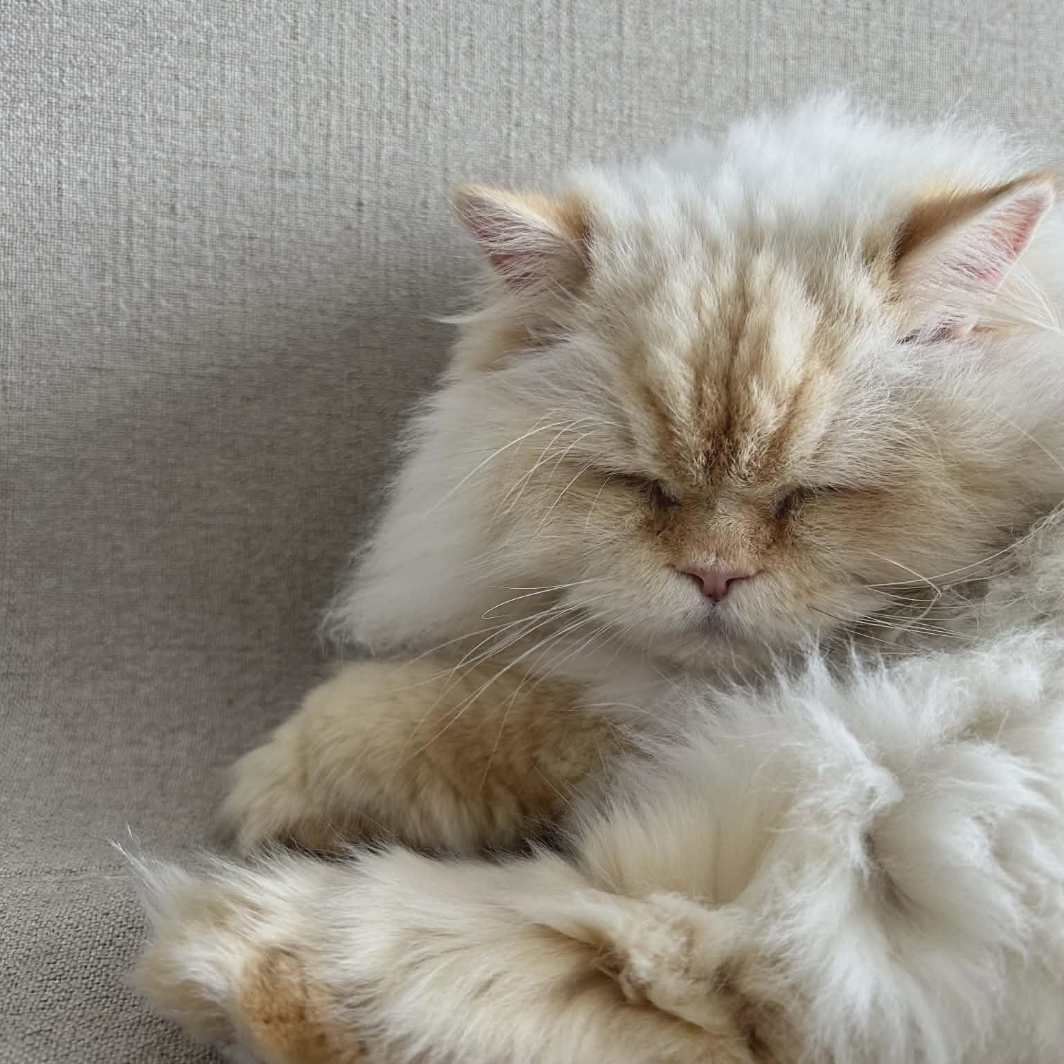 Sasha, an adoptable Himalayan in Montreal, QC image 3/6