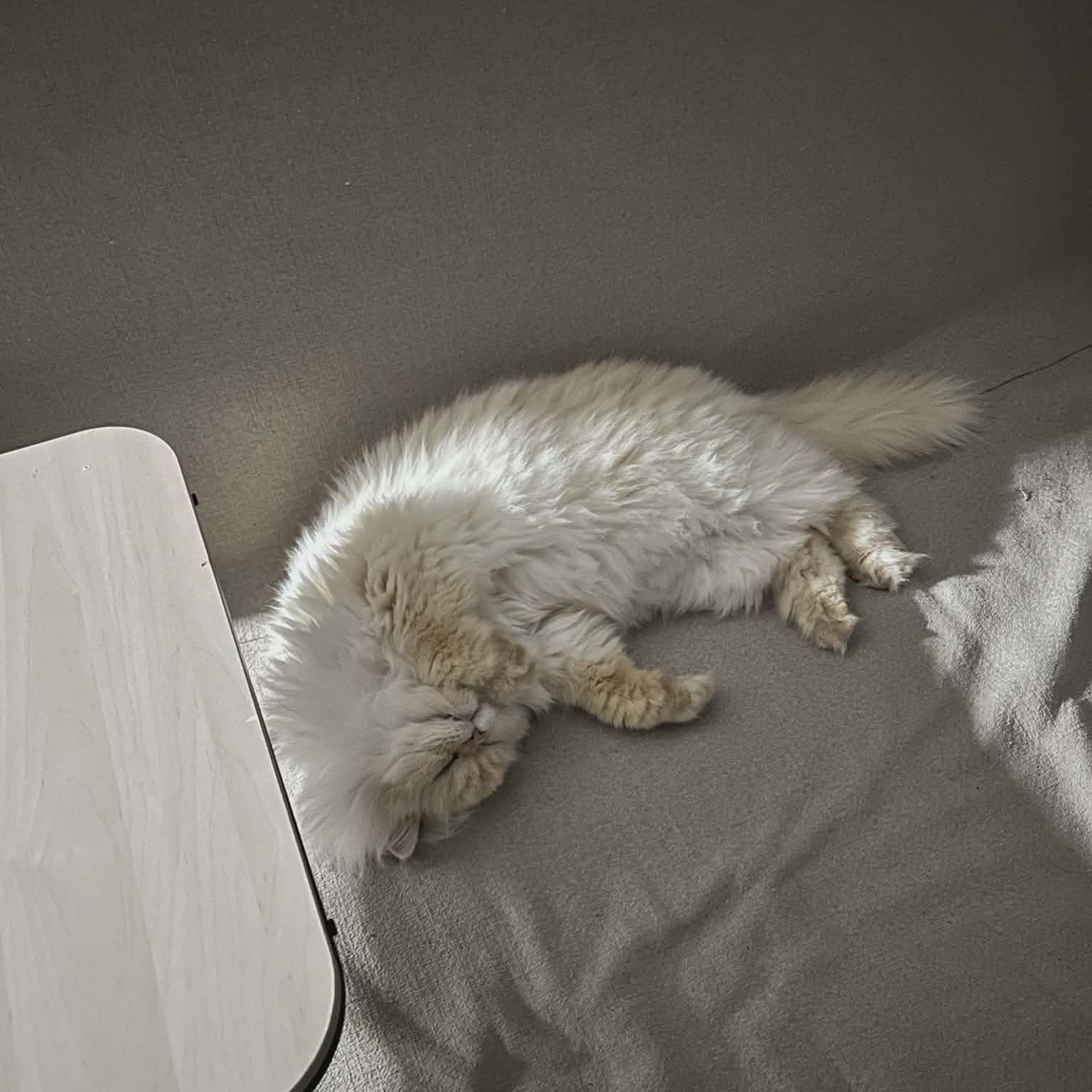 Sasha, an adoptable Himalayan in Montreal, QC image 5/6