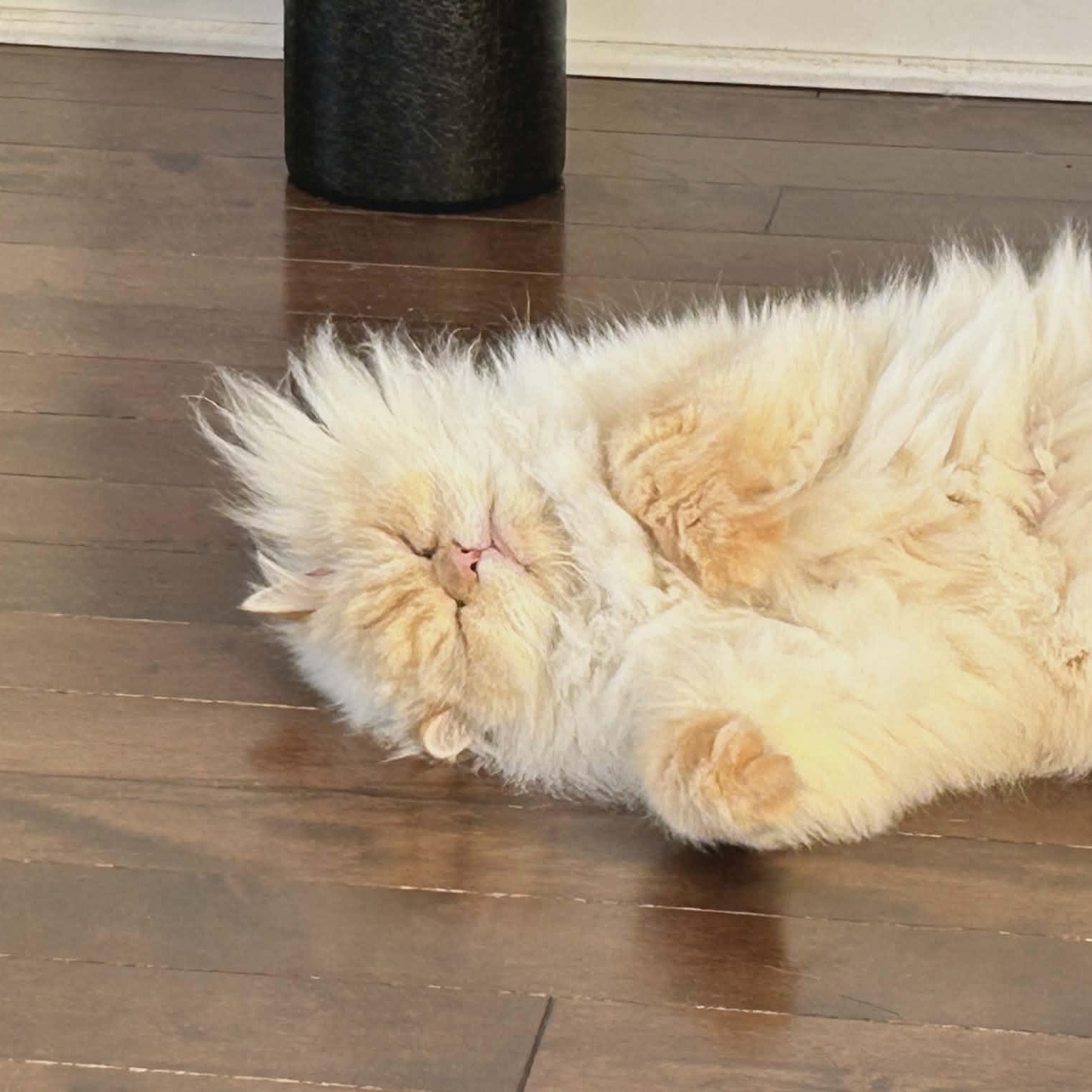 Sasha, an adoptable Himalayan in Montreal, QC image 4/6