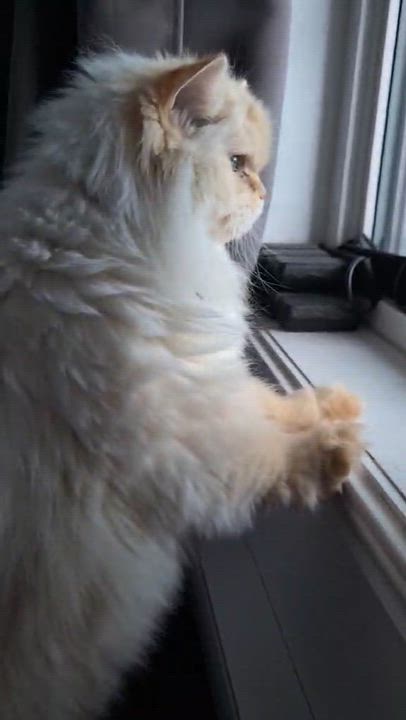 Enlarge Sasha, an adoptable Himalayan in Montreal, QC video 2/6