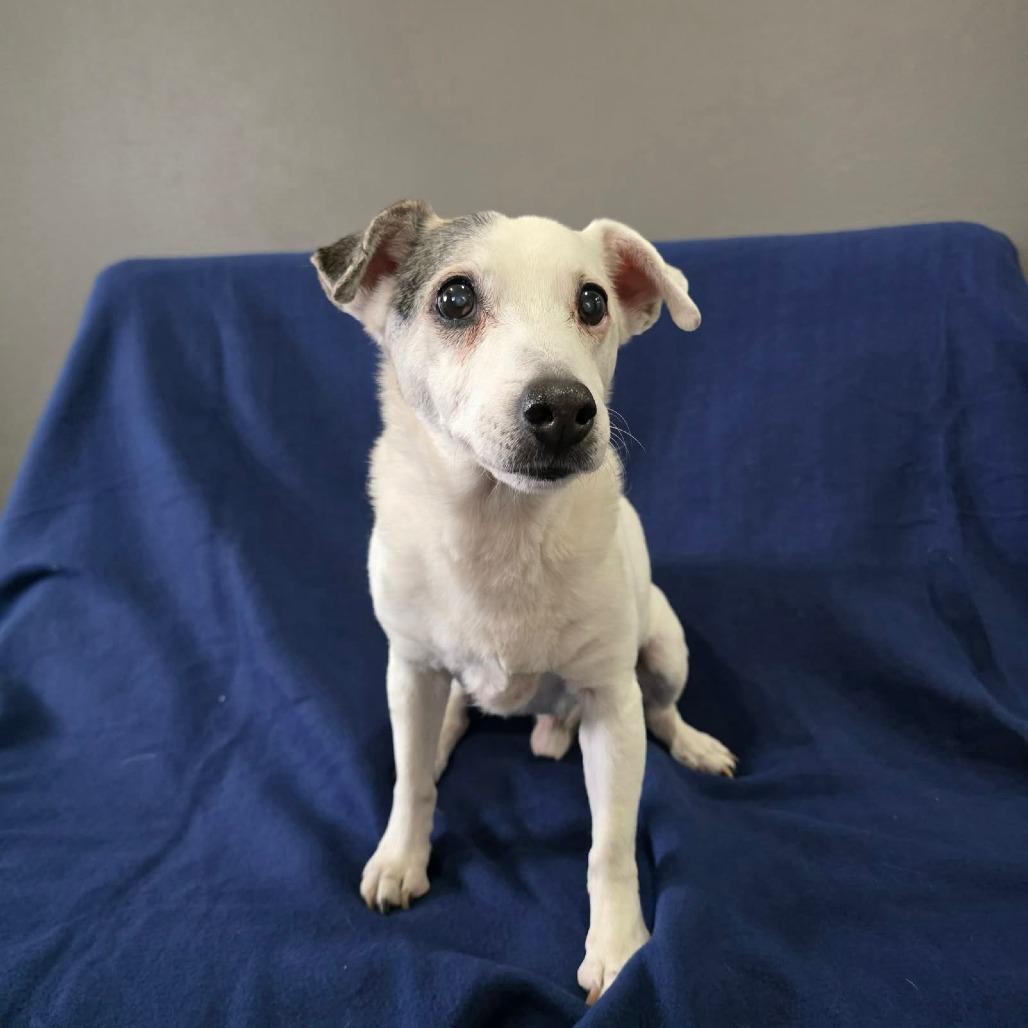 Enlarge Mug, a Adoptable Jack Russell Terrier in Jackson, MO image 1/4