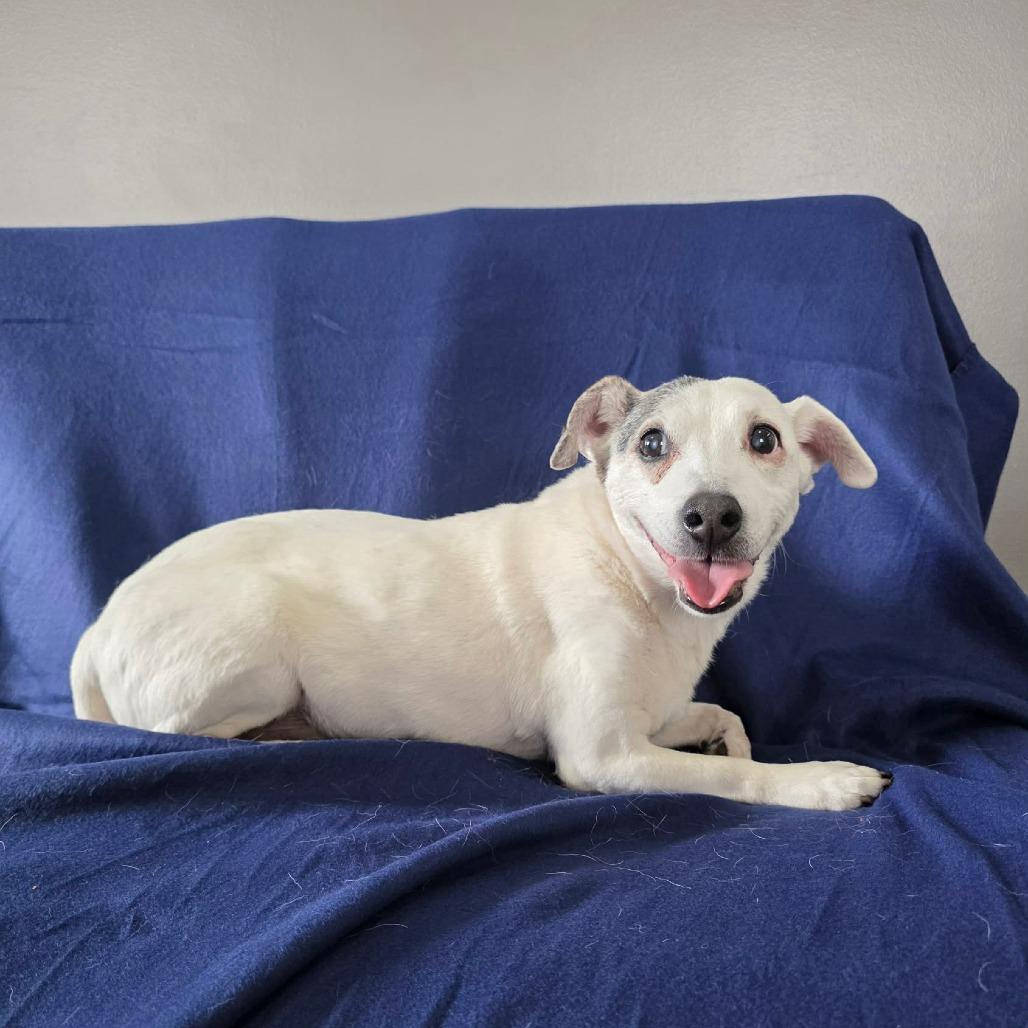 Enlarge Mug, a Adoptable Jack Russell Terrier in Jackson, MO image 3/4
