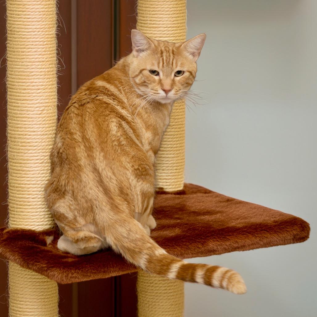 Miko, Adoptable, Adult Male Domestic Short Hair.