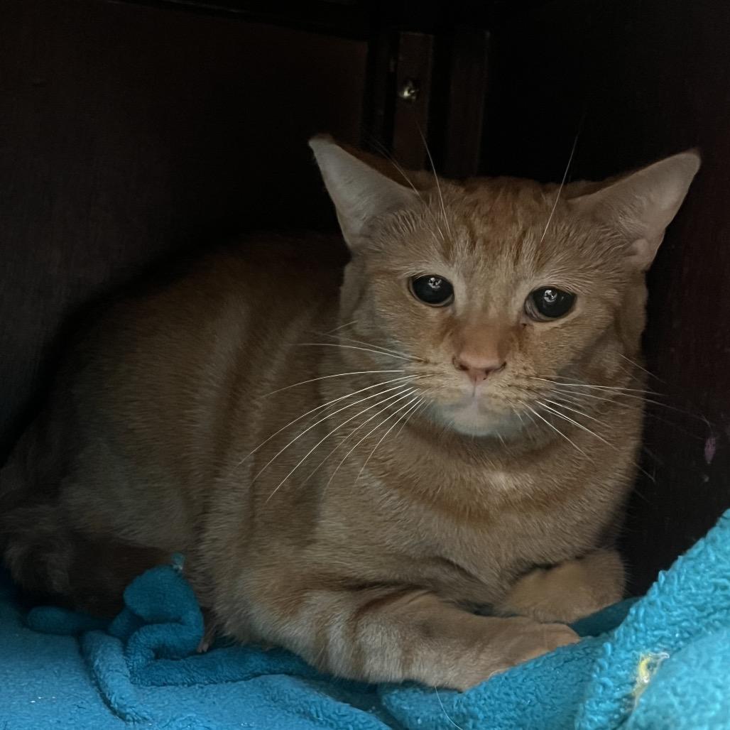 Miko, Adoptable, Adult Male Domestic Short Hair.