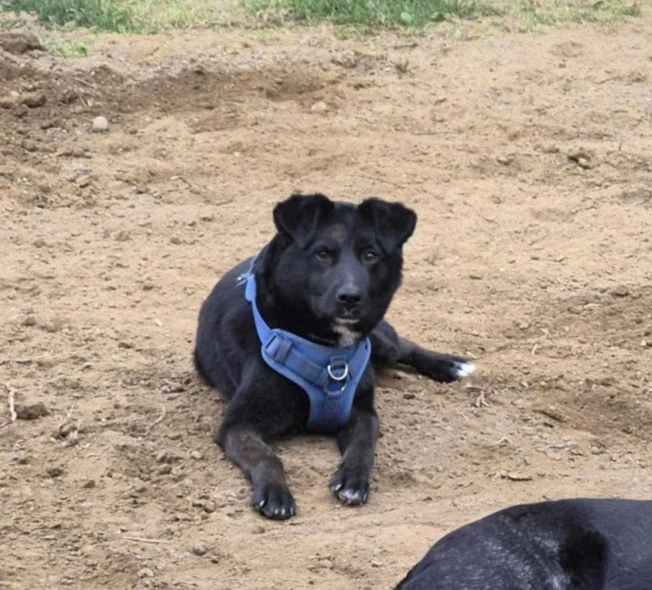 Enlarge River, a ADOPTABLE mixed breed in Abbotsford, BC image 3/3