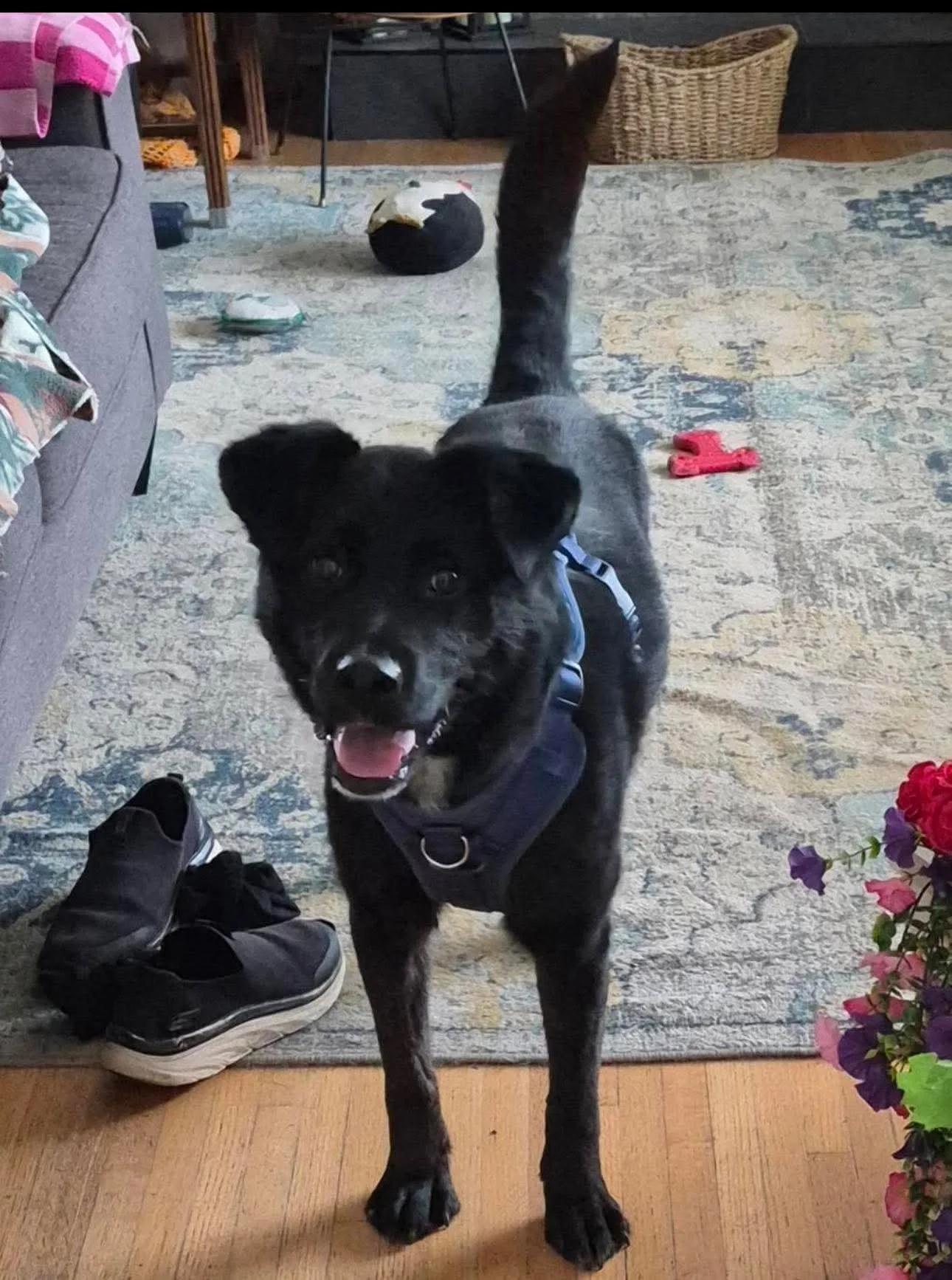 Enlarge River, a ADOPTABLE mixed breed in Abbotsford, BC image 1/3