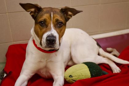 Enlarge Lyric, a Adoptable mixed breed in Woodbury, MN image 1/2