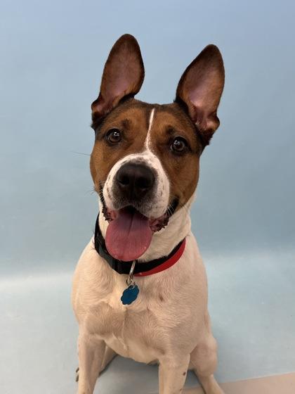 Enlarge Lyric, a Adoptable mixed breed in Woodbury, MN image 2/2