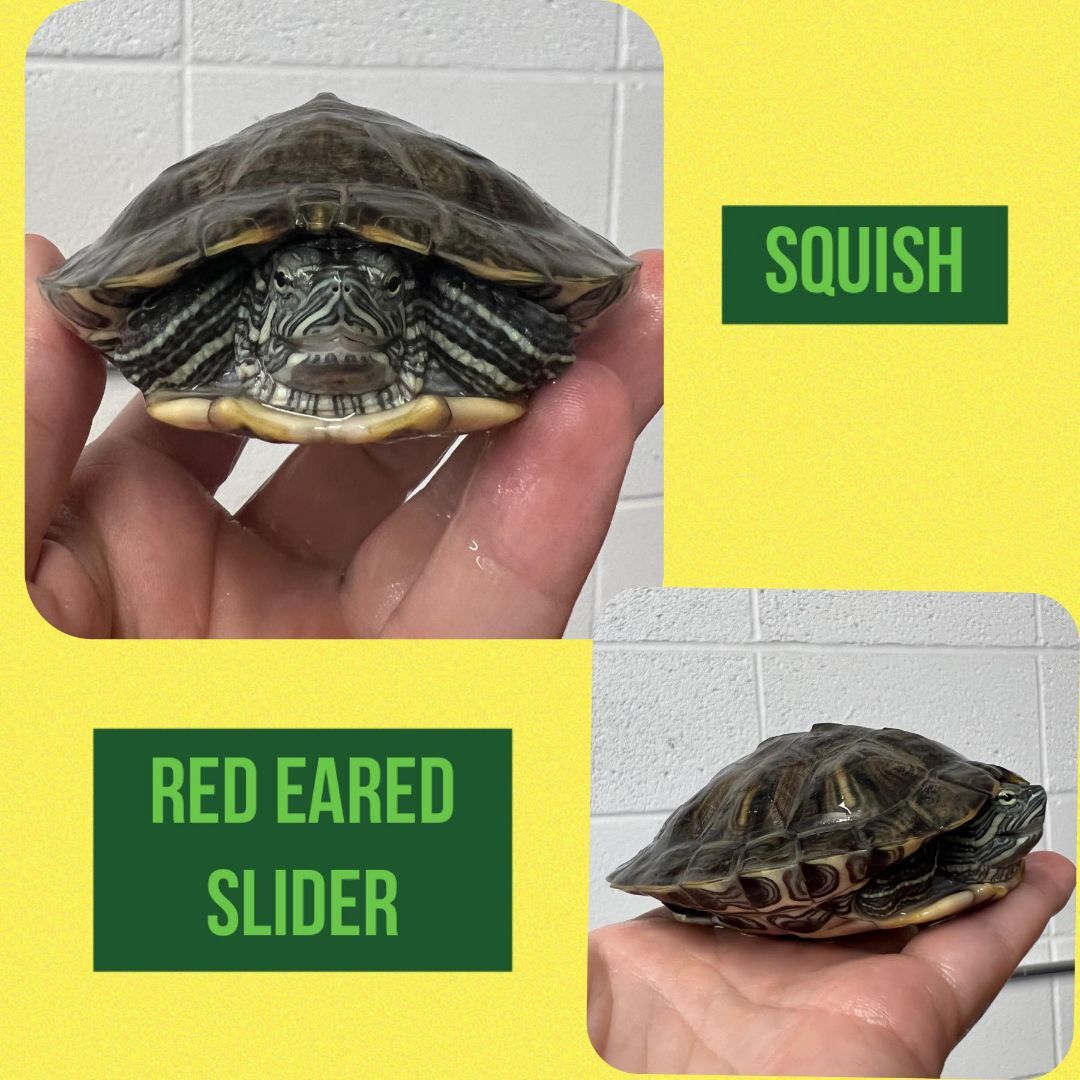 Squish 