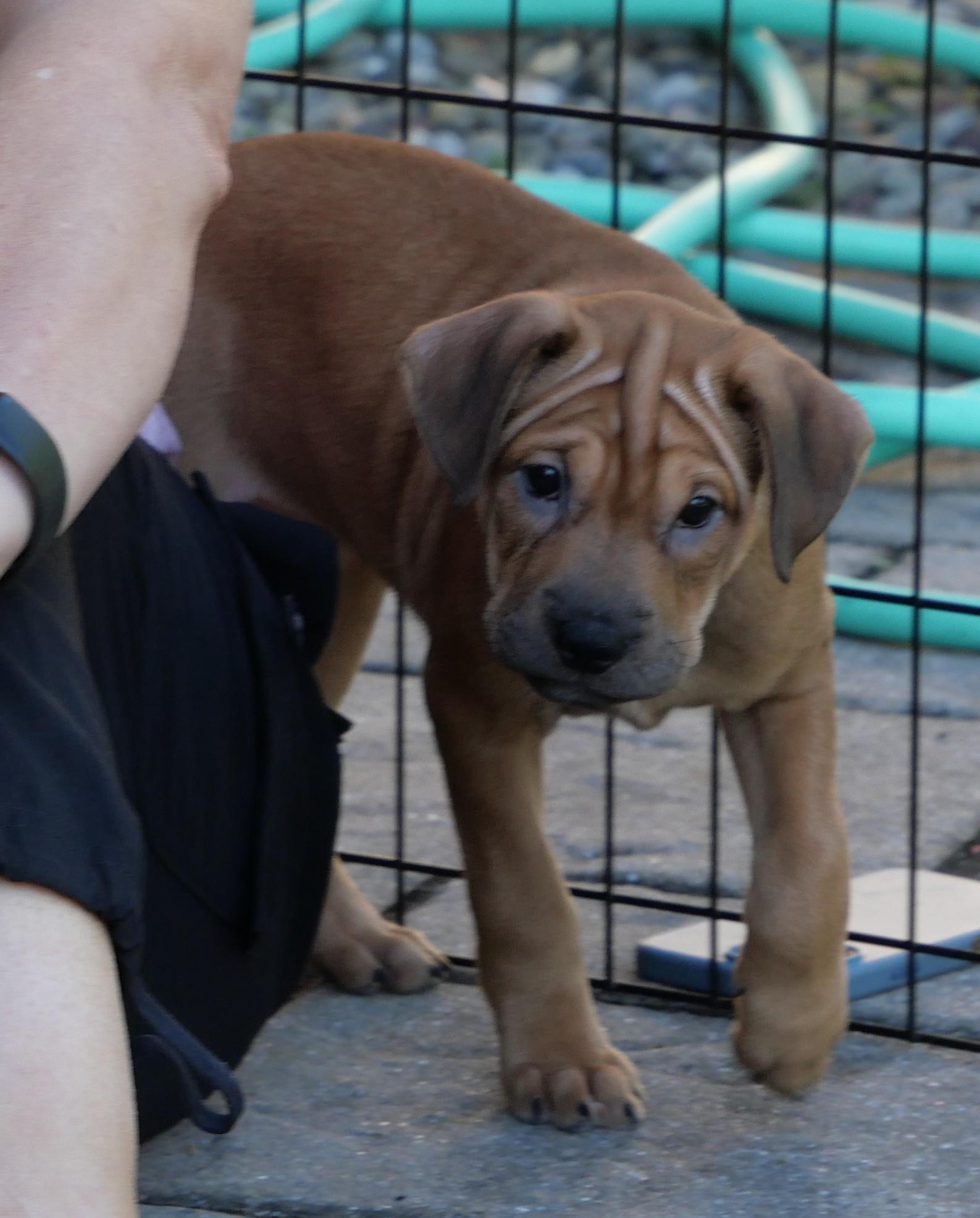 Enlarge Maple, a Adoptable Mixed Breed in Ellicott City, MD image 3/3