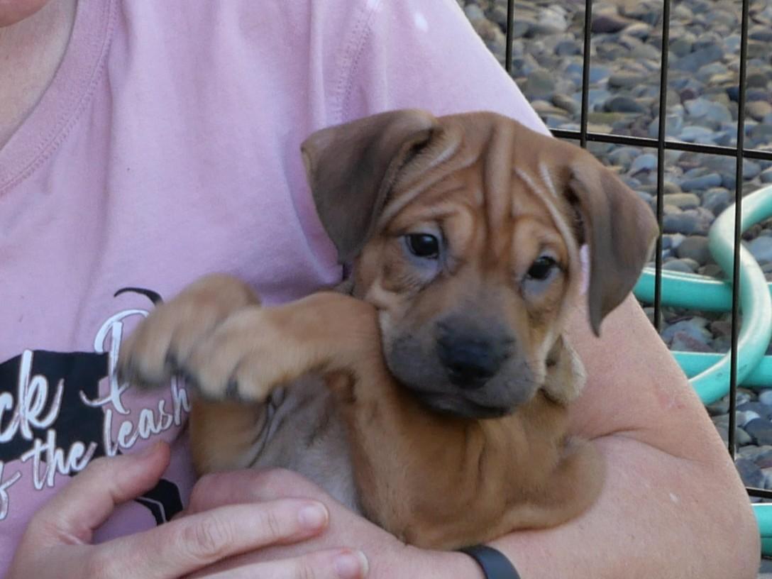 Enlarge Maple, a Adoptable Mixed Breed in Ellicott City, MD image 2/3