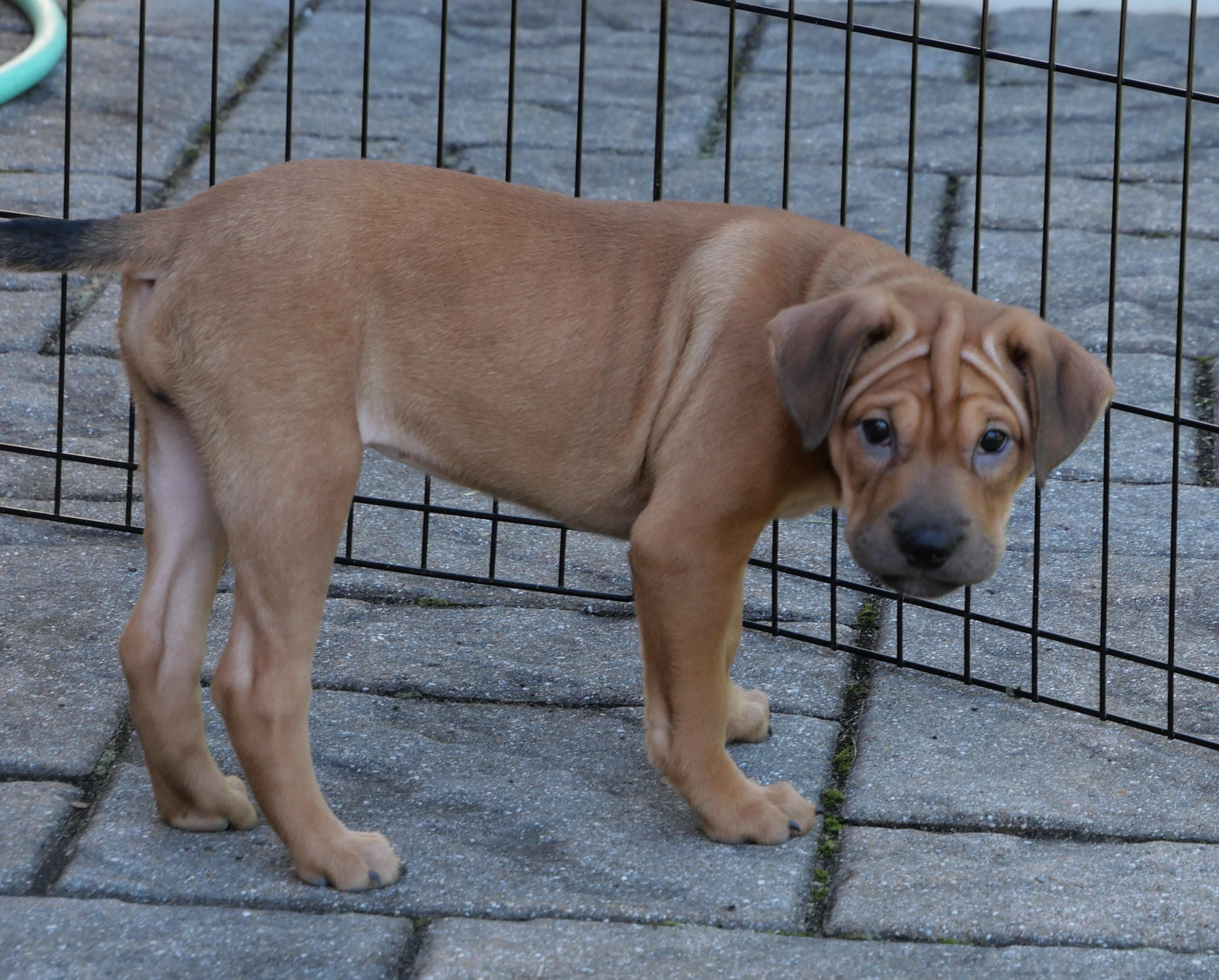 Enlarge Maple, a Adoptable Mixed Breed in Ellicott City, MD image 1/3