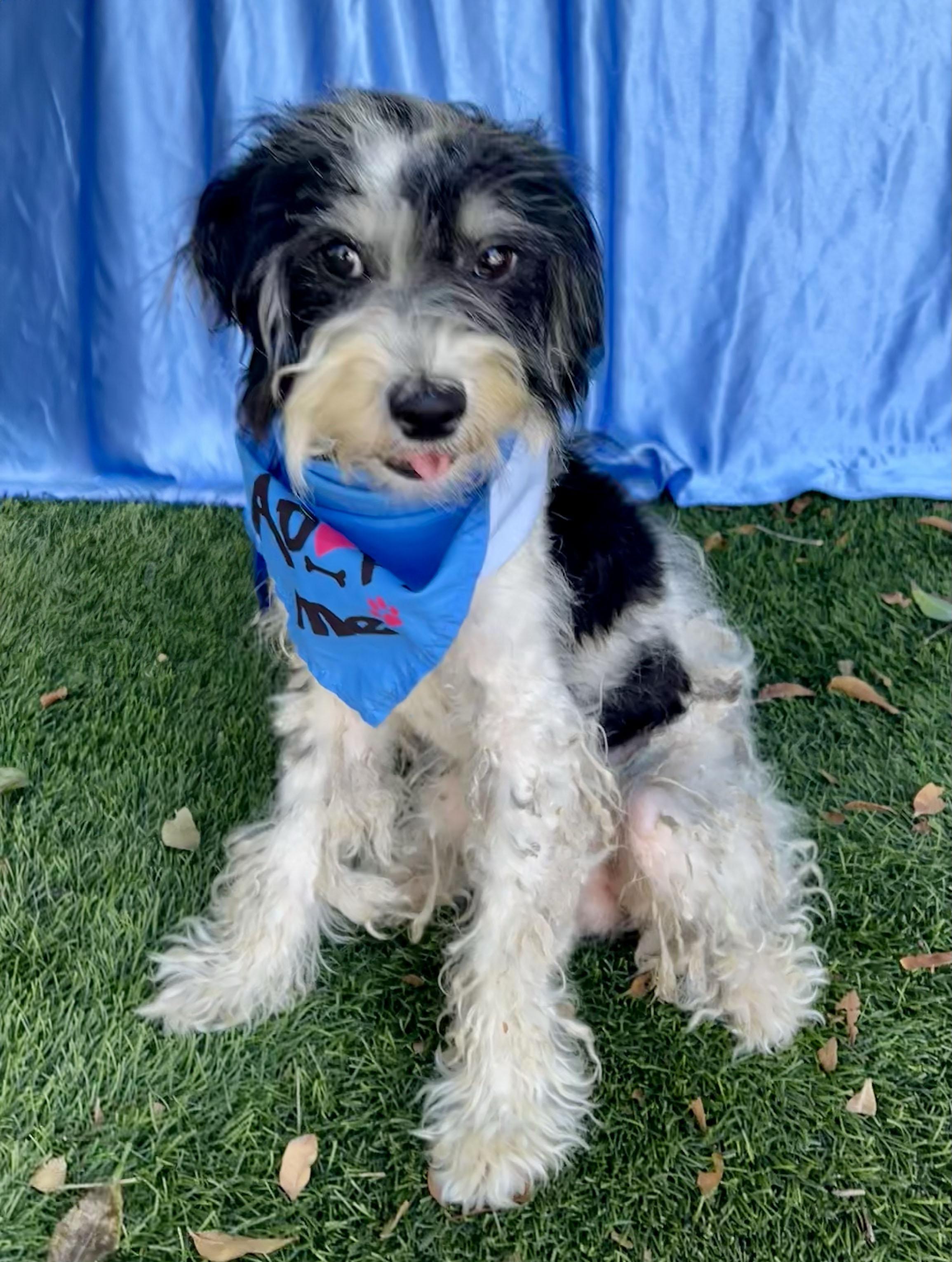 Enlarge JASPER, an adopted mixed breed in Rowland Heights, CA image 3/3