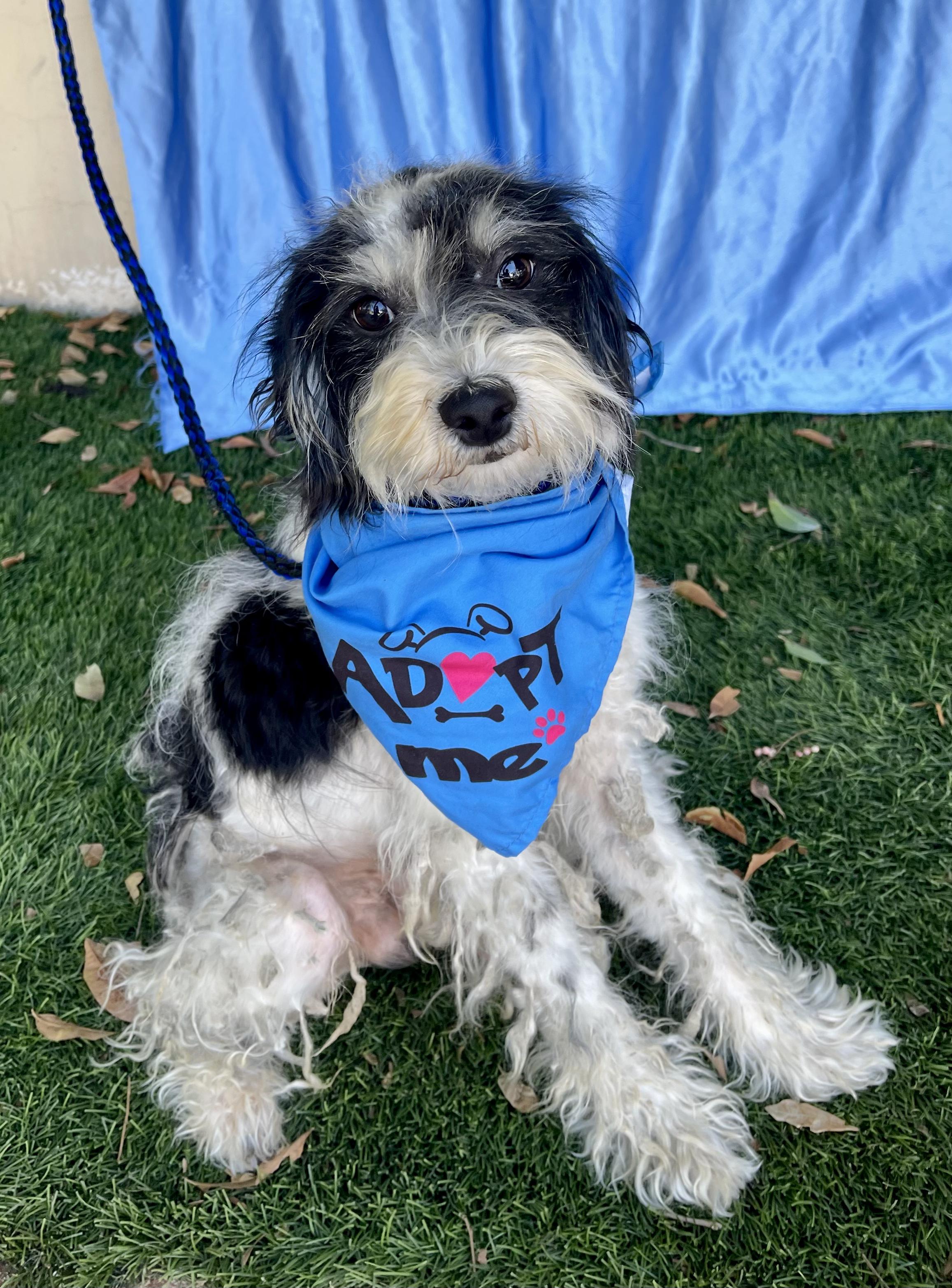 Enlarge JASPER, an adopted mixed breed in Rowland Heights, CA image 2/3