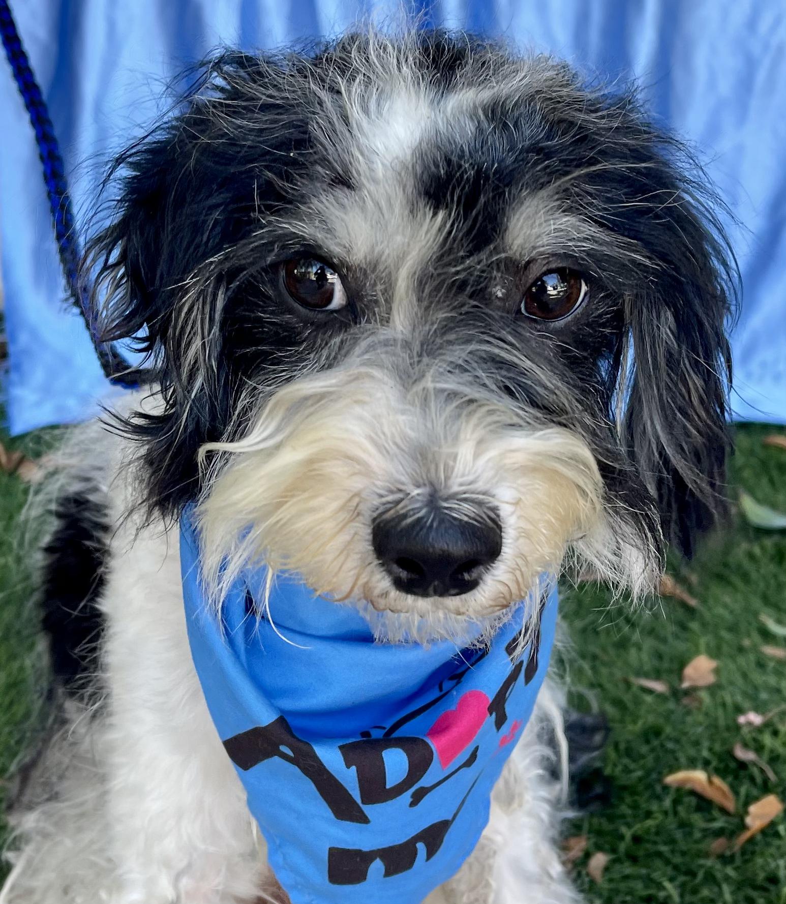 JASPER, adopted, Young Male Terrier & Poodle.
