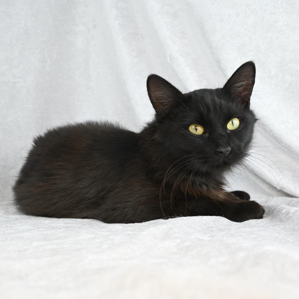 Rufus, Adoptable, Young Male Domestic Long Hair.