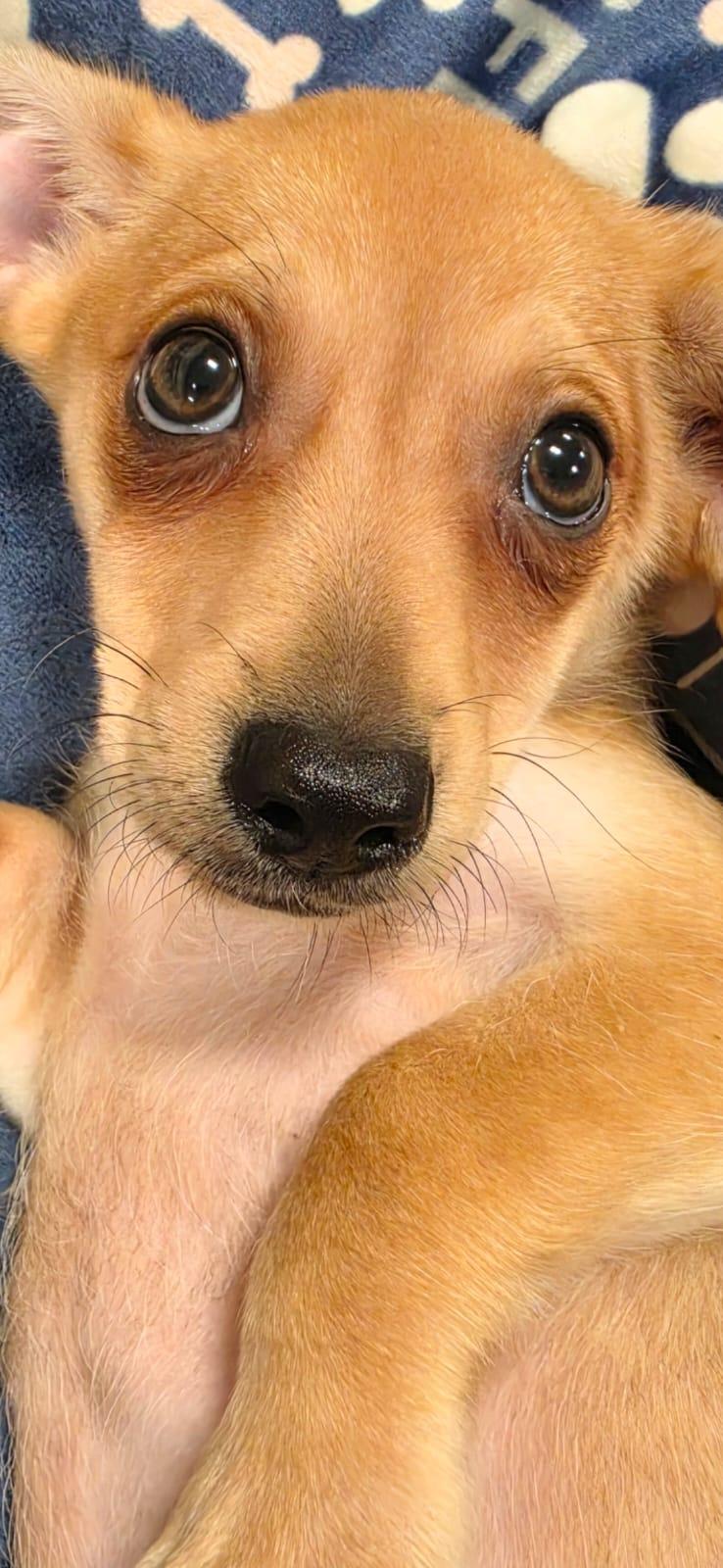 Enlarge Bagel, a Adopted mixed breed in San Antonio, TX image 1/1