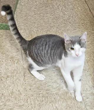 Lackland, an adopted Domestic Short Hair in Tulsa, OK image 1/3