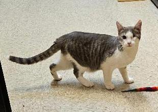 Lackland, an adopted Domestic Short Hair in Tulsa, OK image 2/3