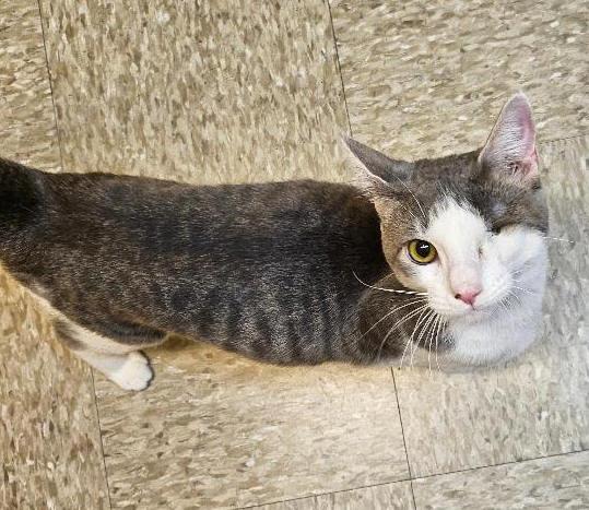 Lackland, an adopted Domestic Short Hair in Tulsa, OK image 3/3