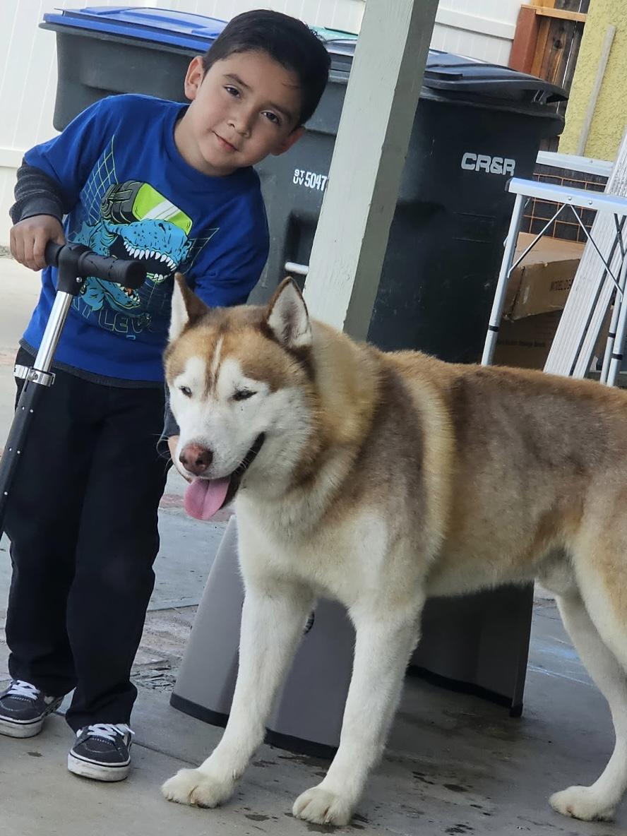 Kai, Adopted, Adult Male Siberian Husky.