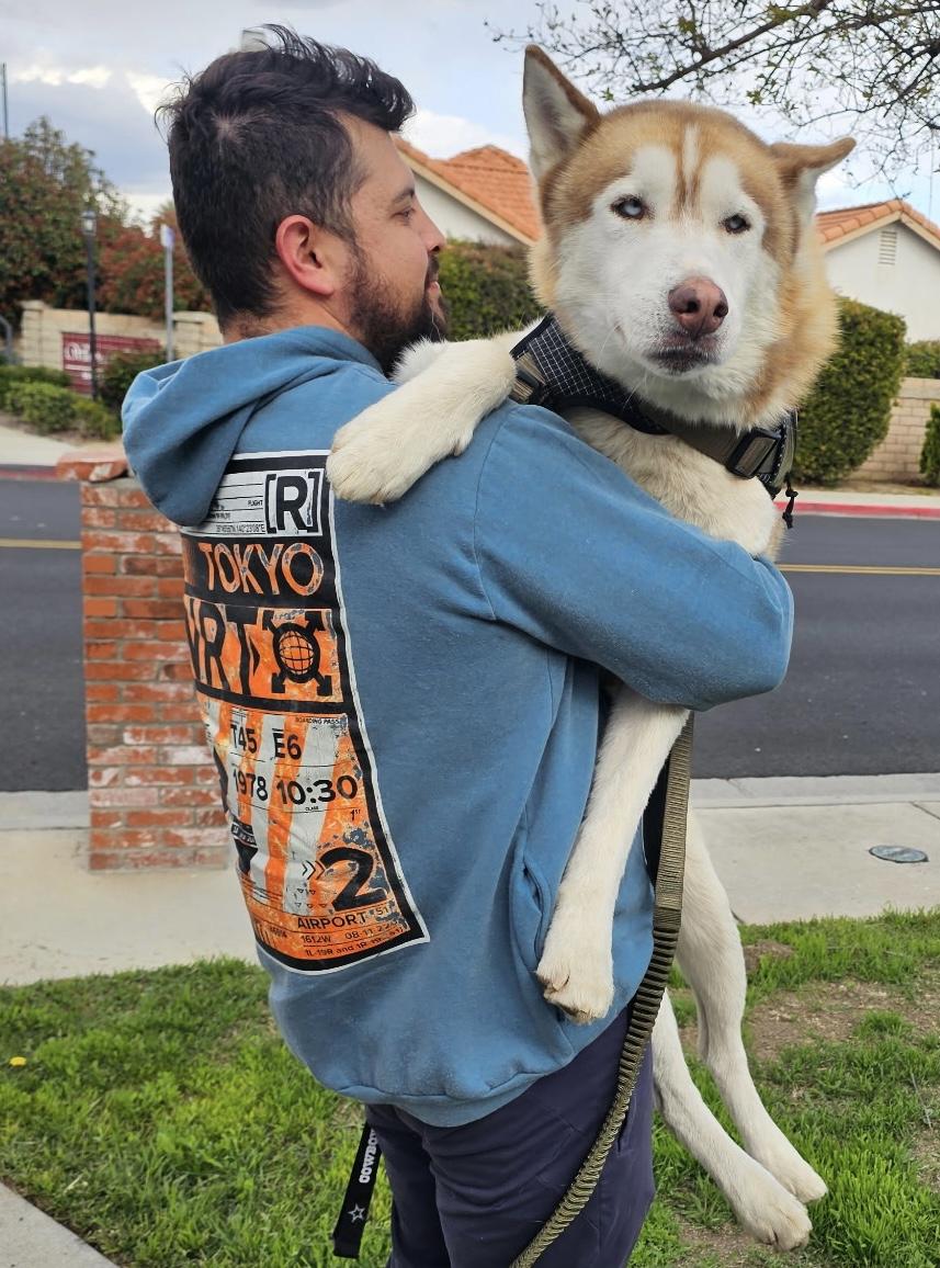 Enlarge Kai, a Adopted Siberian Husky in Menifee, CA image 2/5