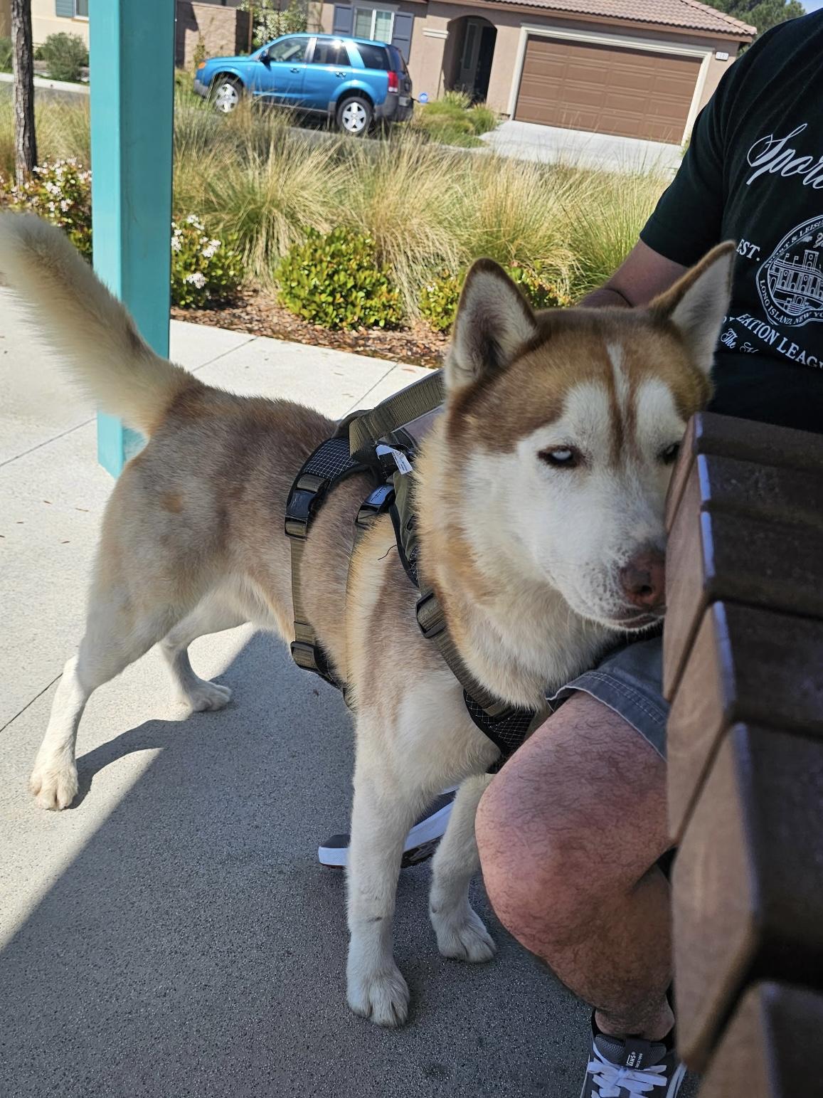 Enlarge Kai, a Adopted Siberian Husky in Menifee, CA image 3/5