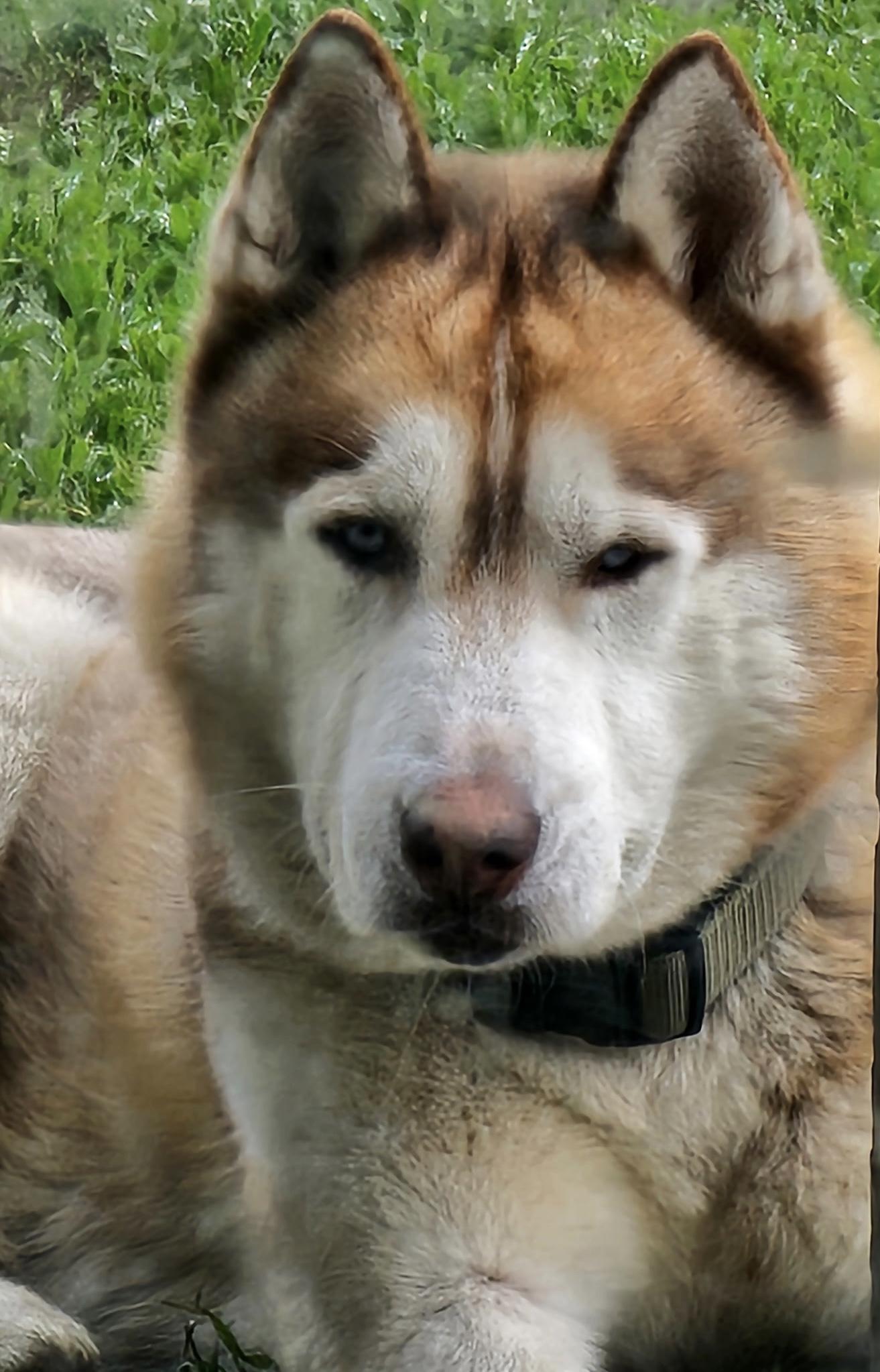 Enlarge Kai, a Adopted Siberian Husky in Menifee, CA image 4/5