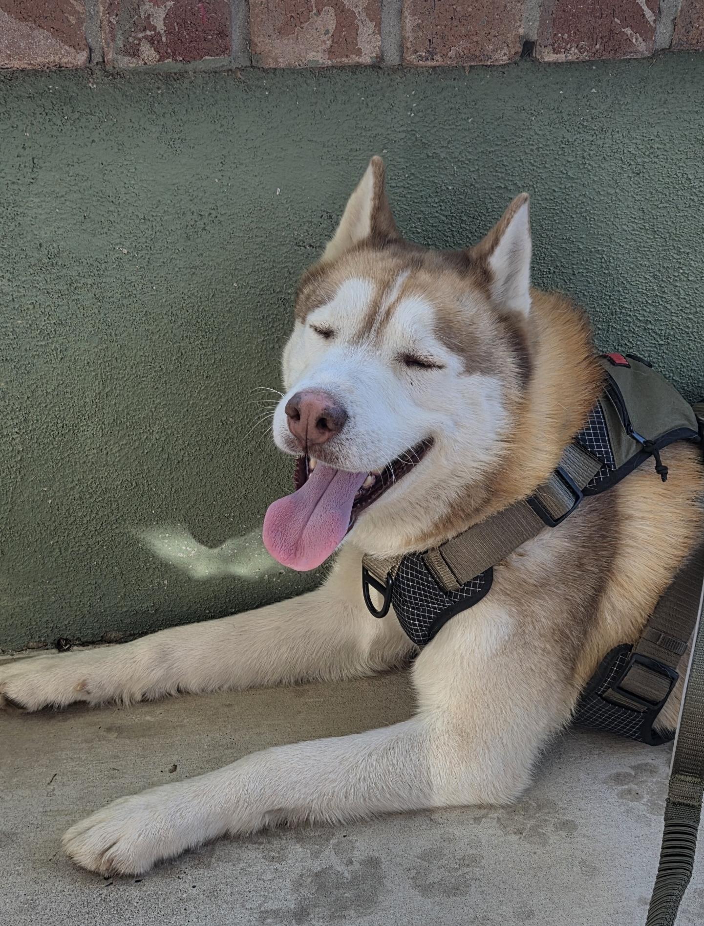 Enlarge Kai, a Adopted Siberian Husky in Menifee, CA image 5/5
