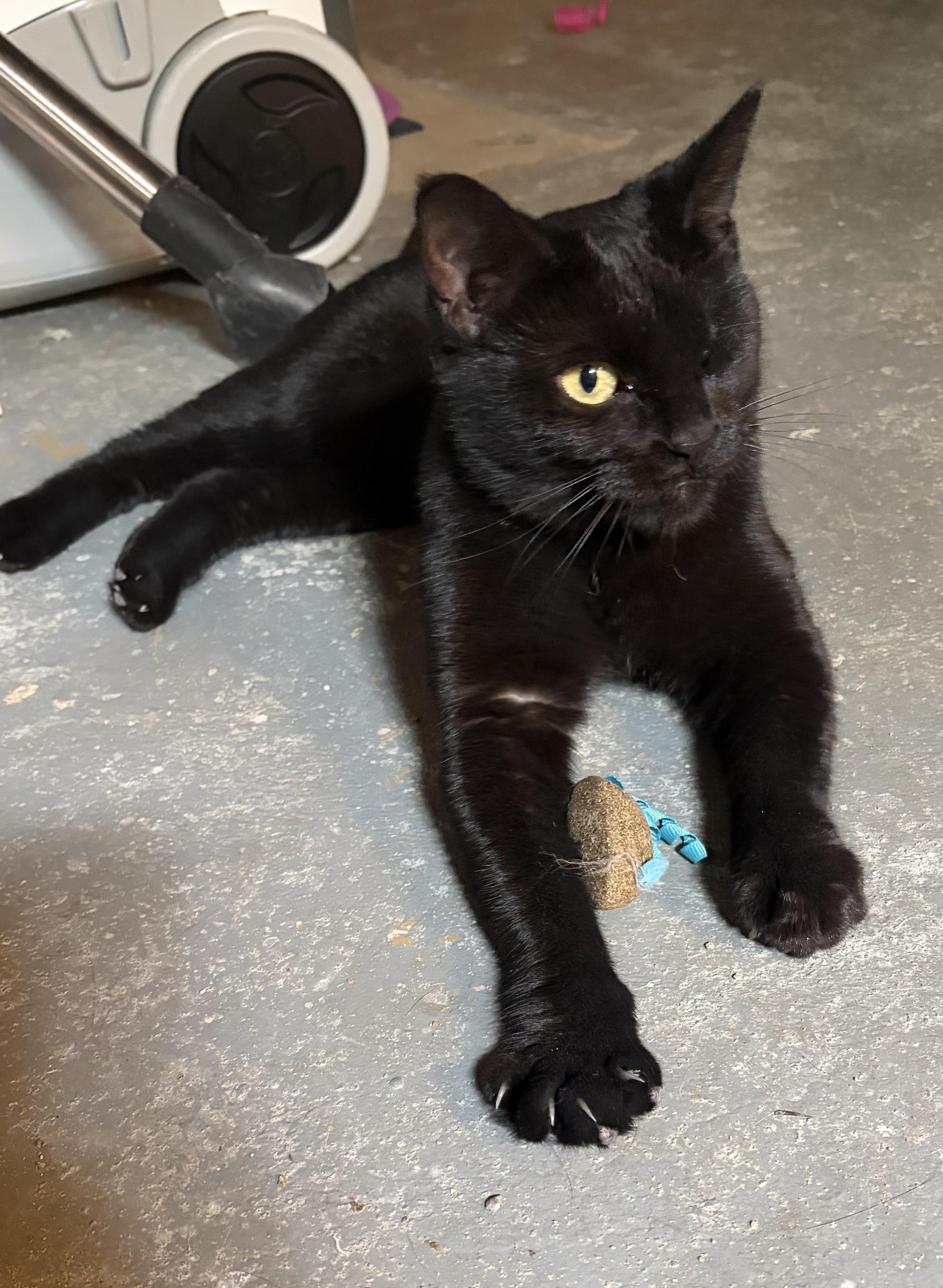 Enlarge Edith Mae, a Adoptable Bombay in Midland, MI image 2/5