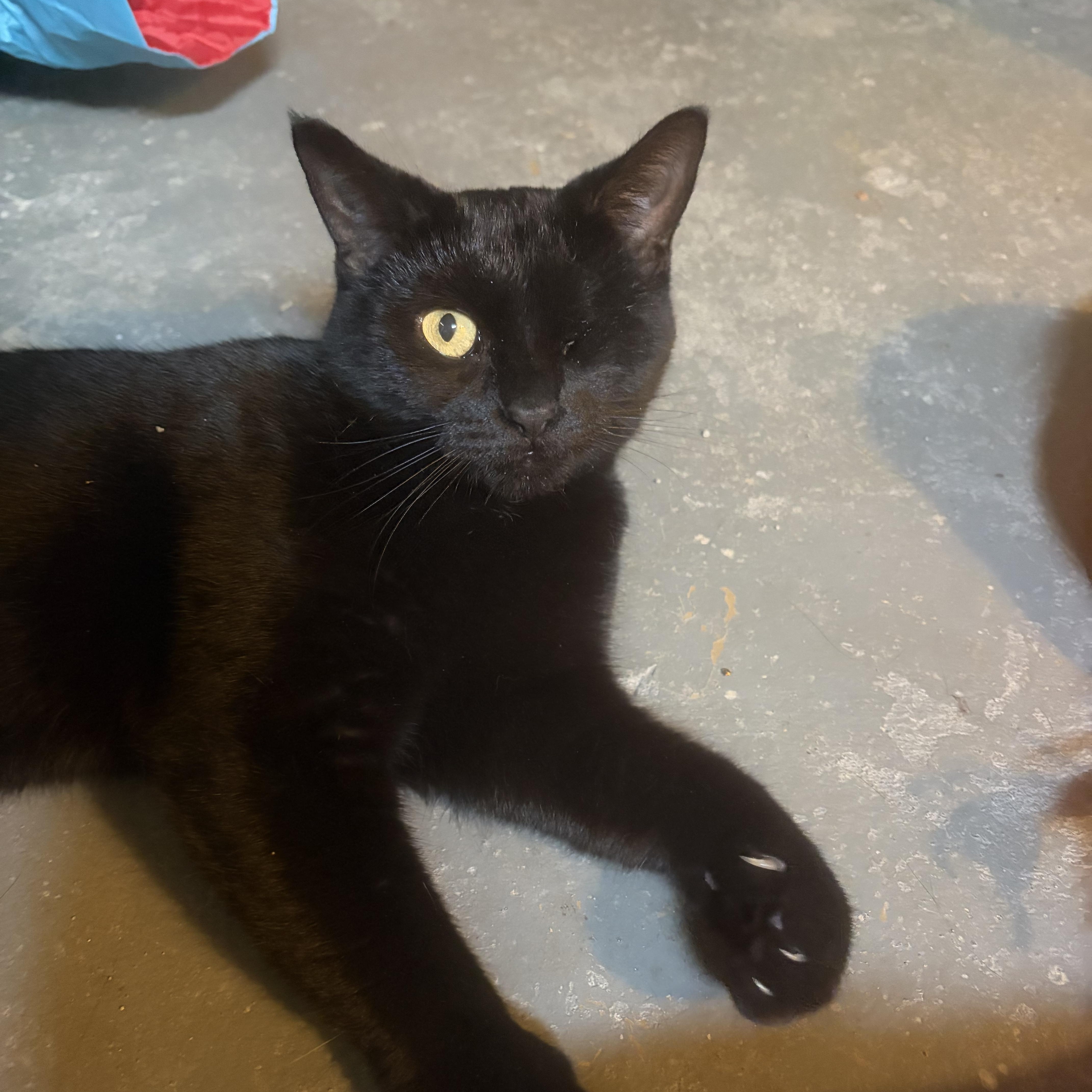 Enlarge Edith Mae, a Adoptable Bombay in Midland, MI image 5/5