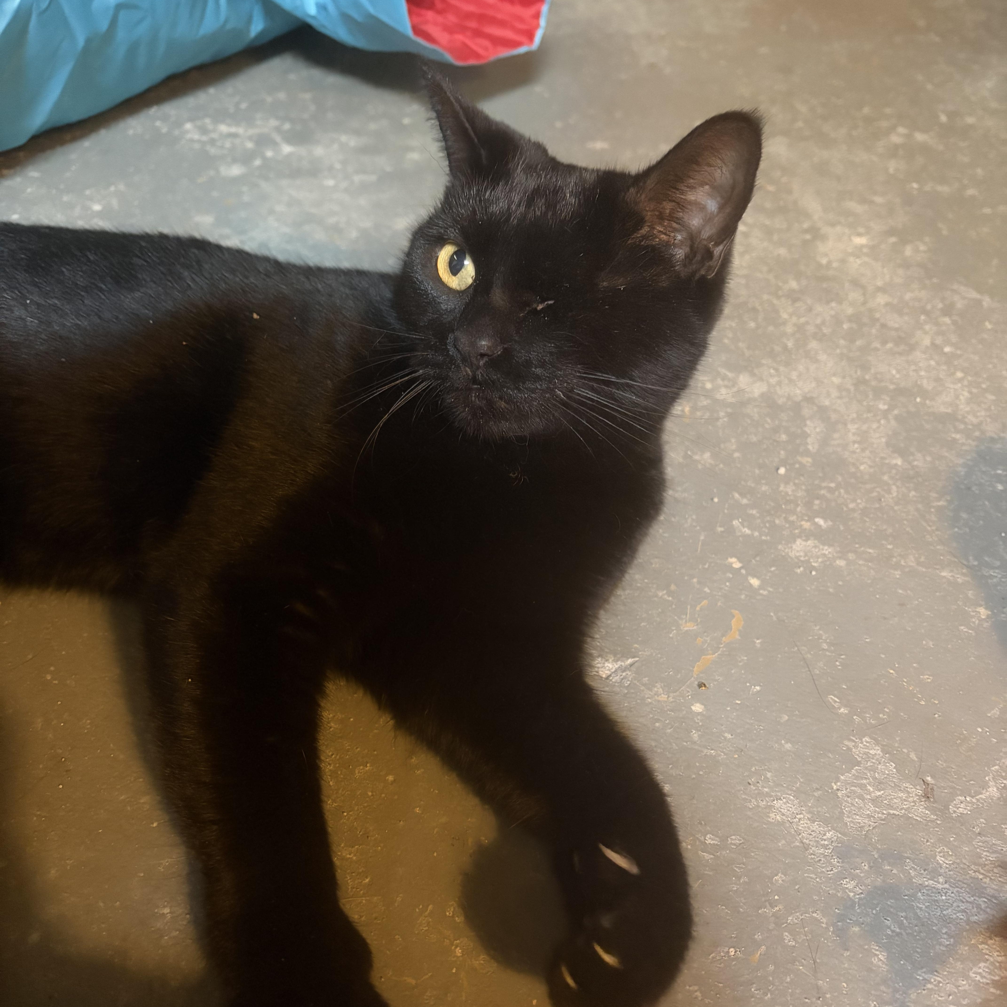 Enlarge Edith Mae, a Adoptable Bombay in Midland, MI image 4/5