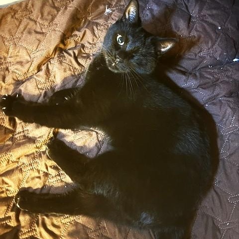 Edith Mae, Adoptable, Adult Female Bombay.