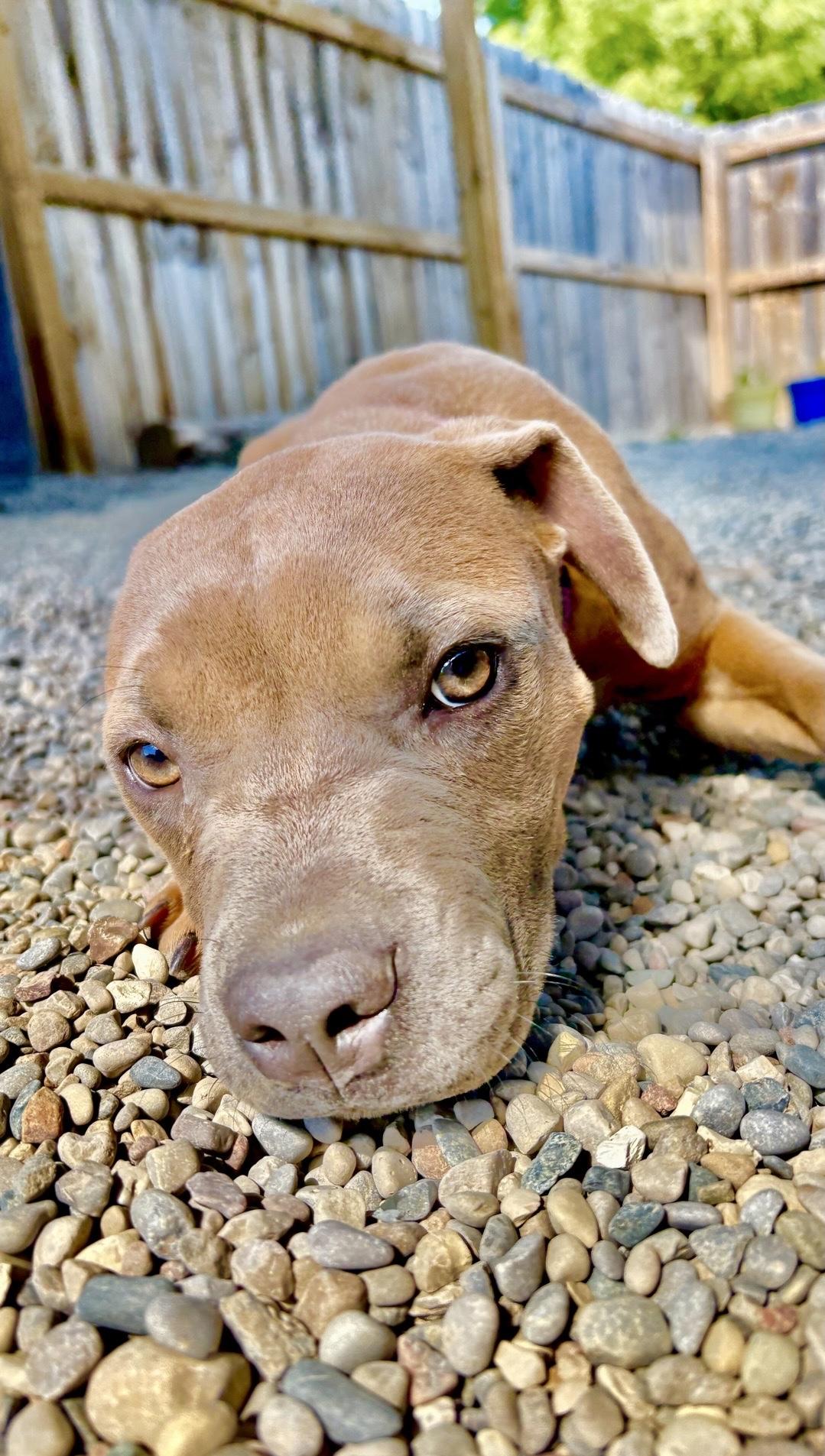 Lucy, Adoptable, Puppy Female Mixed Breed.