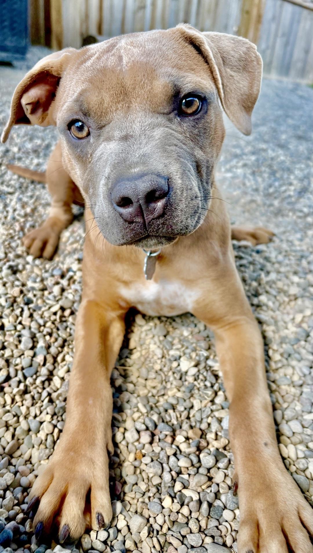 Enlarge Lucy, a Adoptable Mixed Breed in Oxford, MI image 2/6