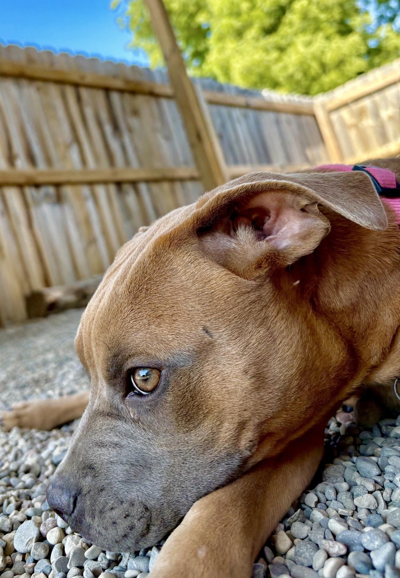 Enlarge Lucy, a Adoptable Mixed Breed in Oxford, MI image 4/6