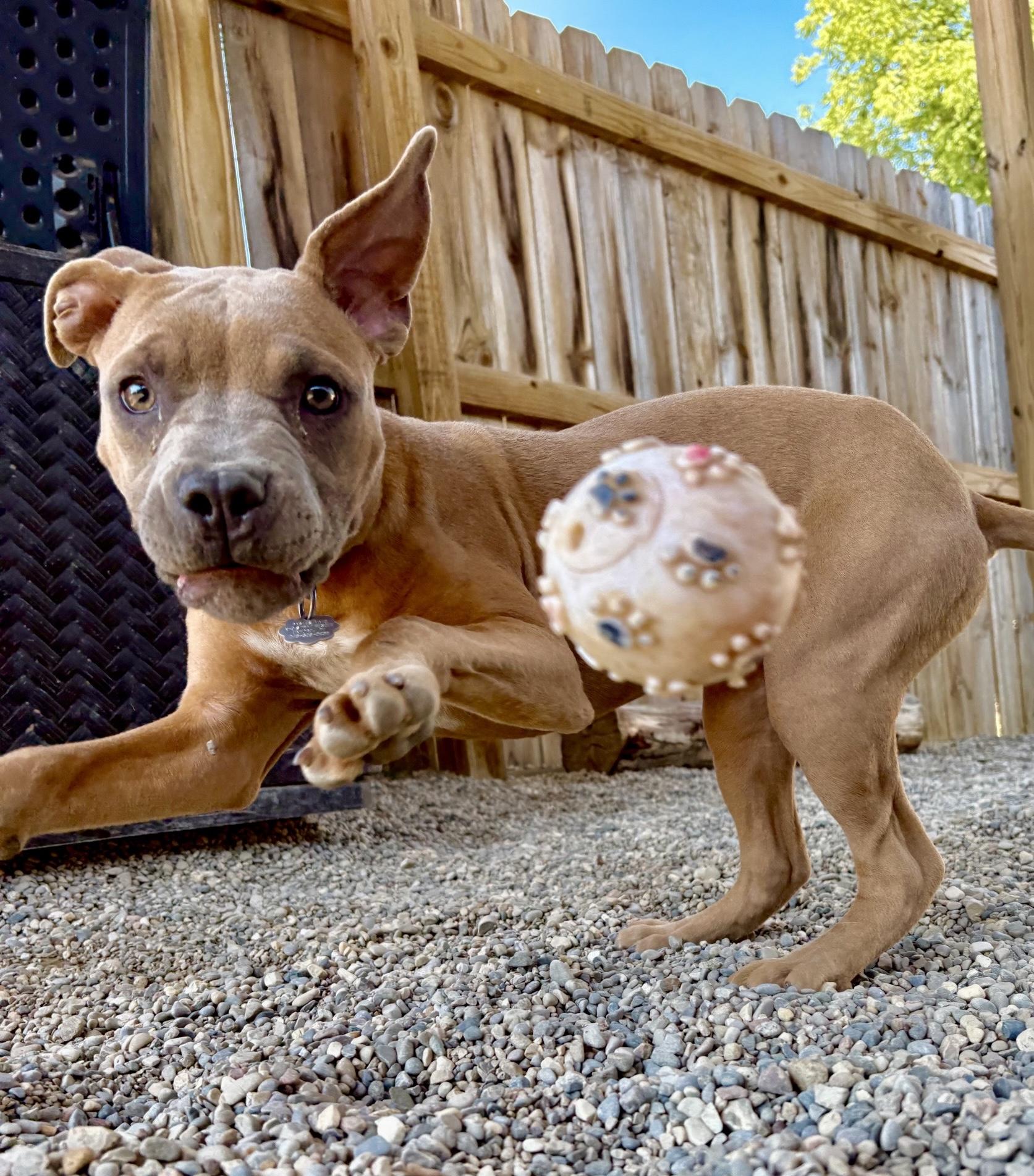 Enlarge Lucy, a Adoptable Mixed Breed in Oxford, MI image 5/6