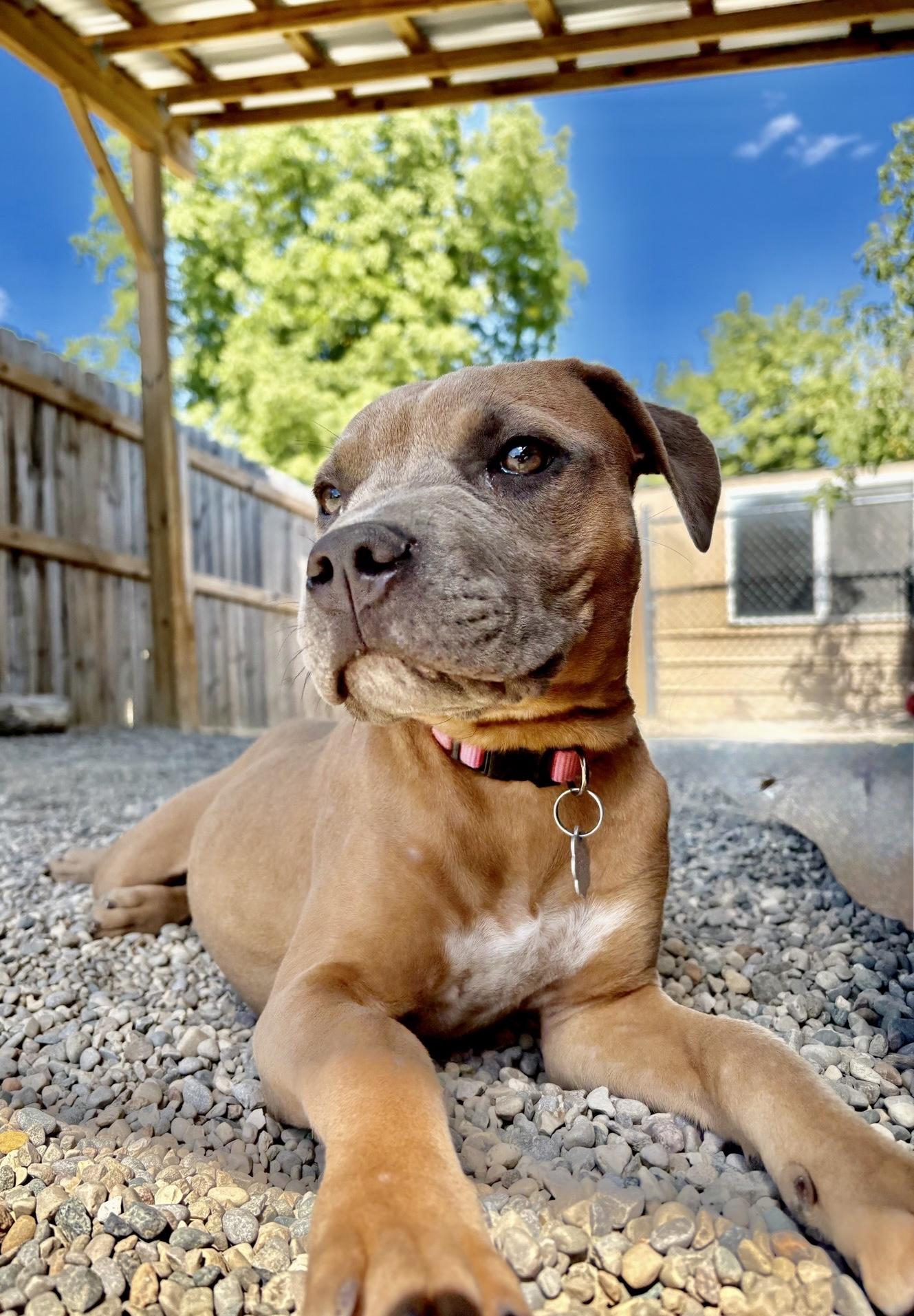 Enlarge Lucy, a Adoptable Mixed Breed in Oxford, MI image 3/6
