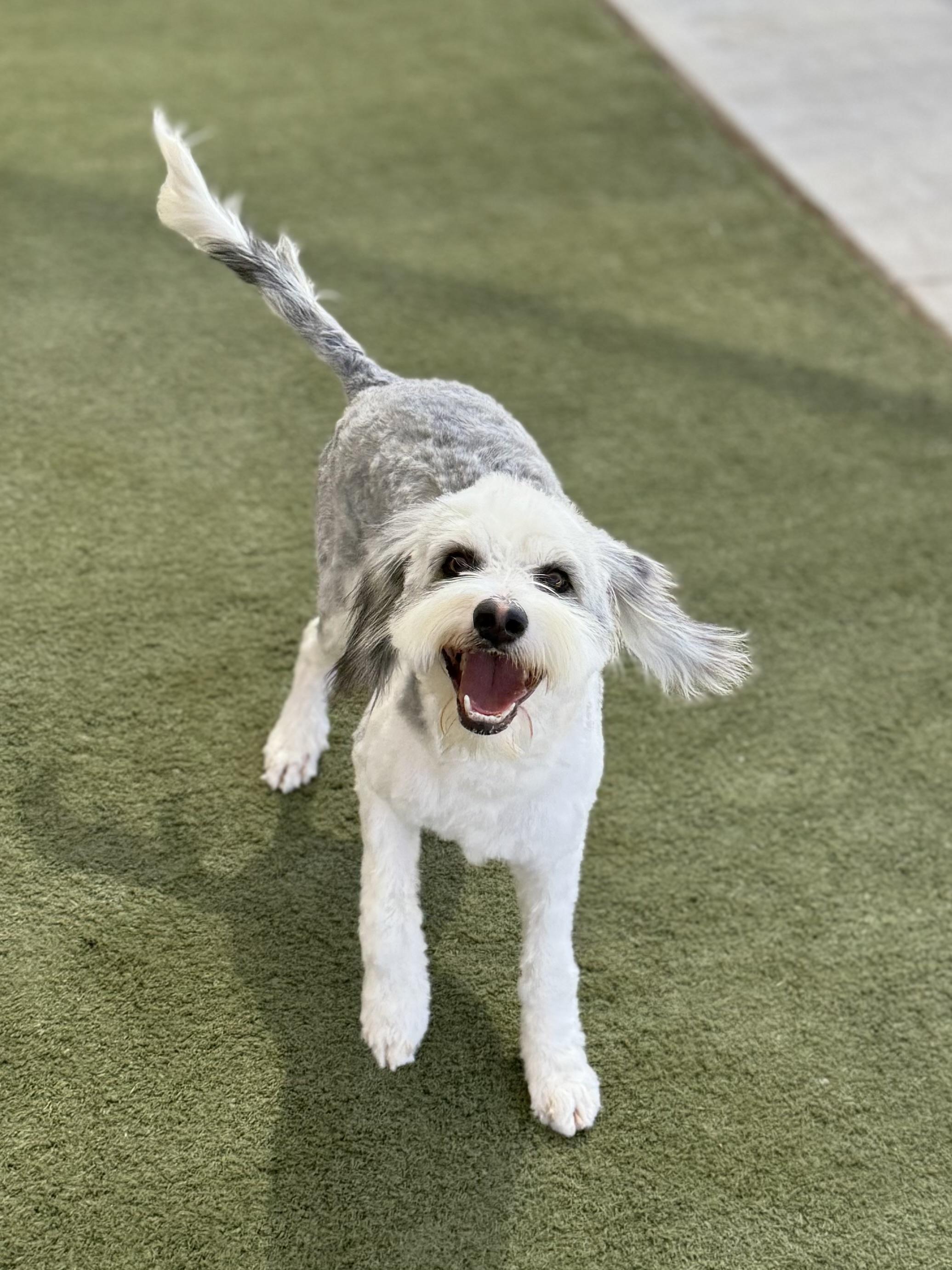 Enlarge Tyson, a Adoptable Sheepadoodle in Boulder City, NV image 4/4