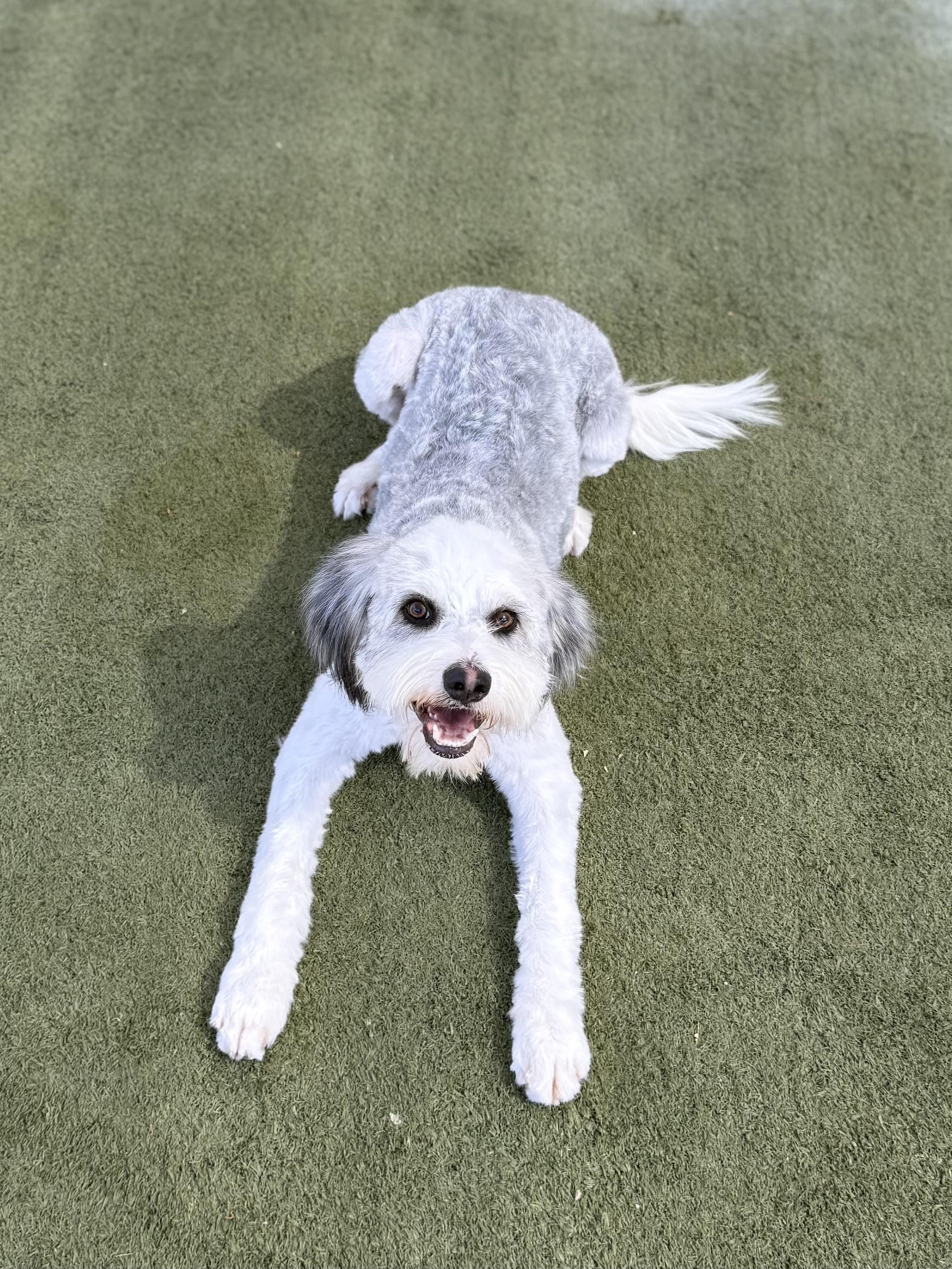 Tyson, Adoptable, Young Male Sheepadoodle.