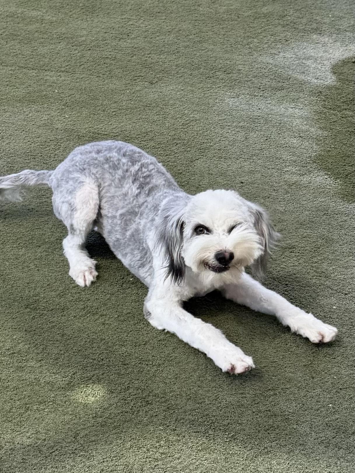Enlarge Tyson, a Adoptable Sheepadoodle in Boulder City, NV image 3/4