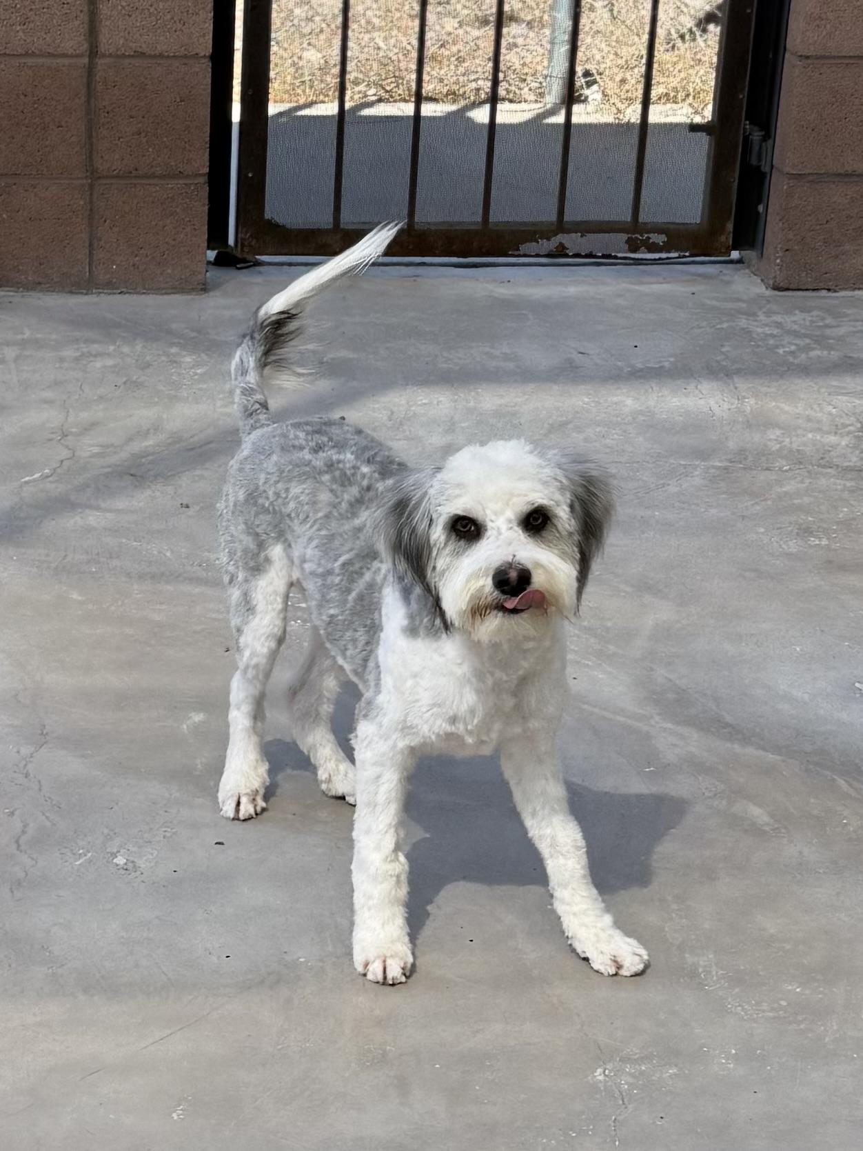 Enlarge Tyson, a Adoptable Sheepadoodle in Boulder City, NV image 2/4