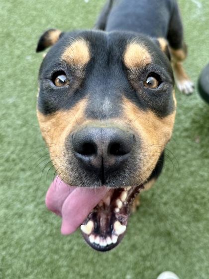 Enlarge Odin, a Adoptable mixed breed in Wichita, KS image 1/3
