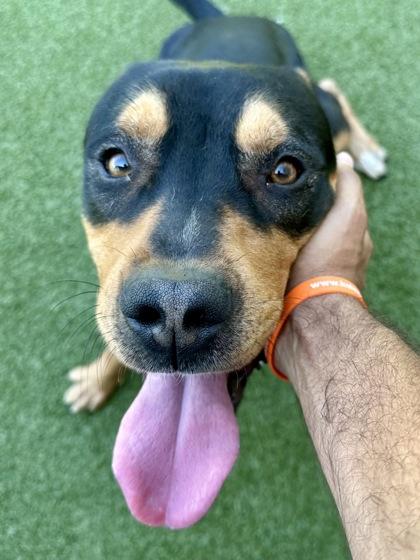 Enlarge Odin, a Adoptable mixed breed in Wichita, KS image 2/3