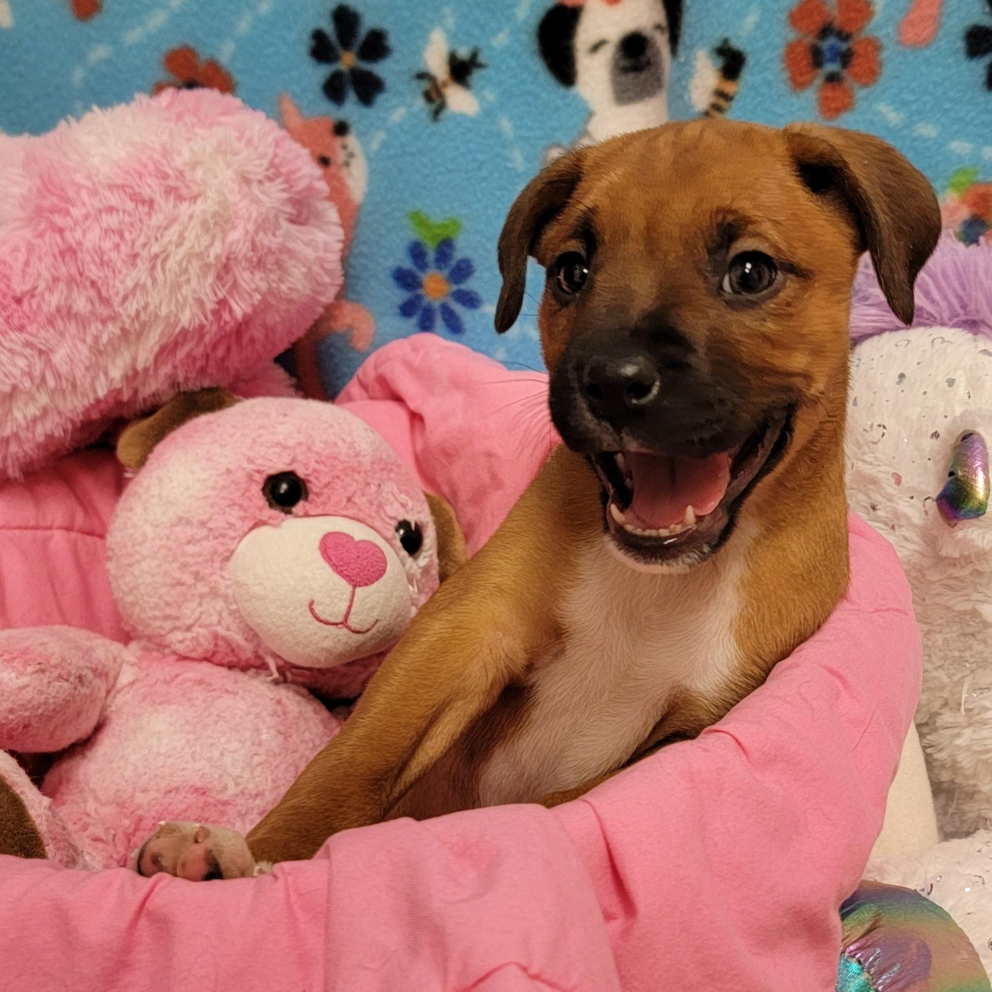 Bunny, adopted, Young Female Pit Bull Terrier.