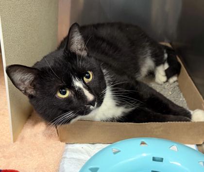 Gideon, Adoptable, Adult Male Domestic Short Hair & Domestic Short Hair.