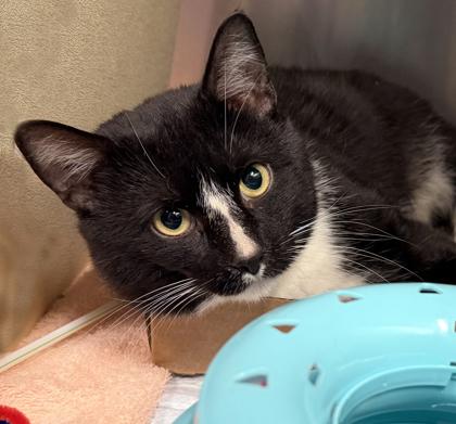 Enlarge Gideon, a Adoptable mixed breed in Voorhees, NJ image 2/2