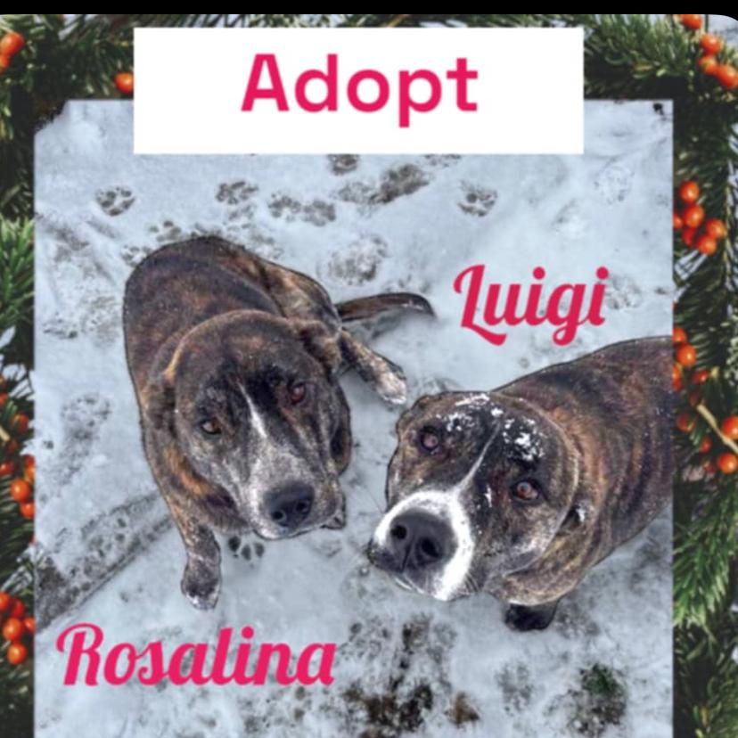 Rosalina, Adoptable, Adult Female Australian Cattle Dog / Blue Heeler.