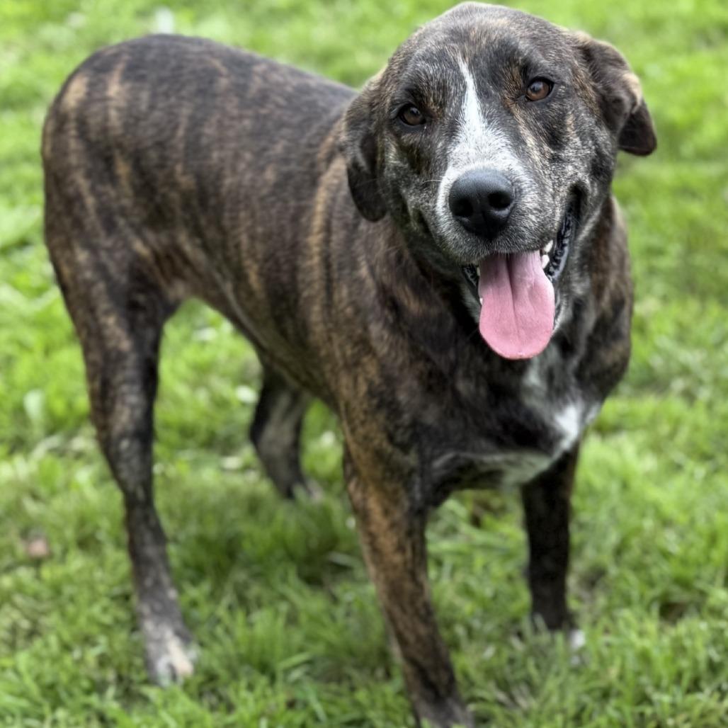 Enlarge Rosalina, a Adoptable mixed breed in Union City, PA image 4/5