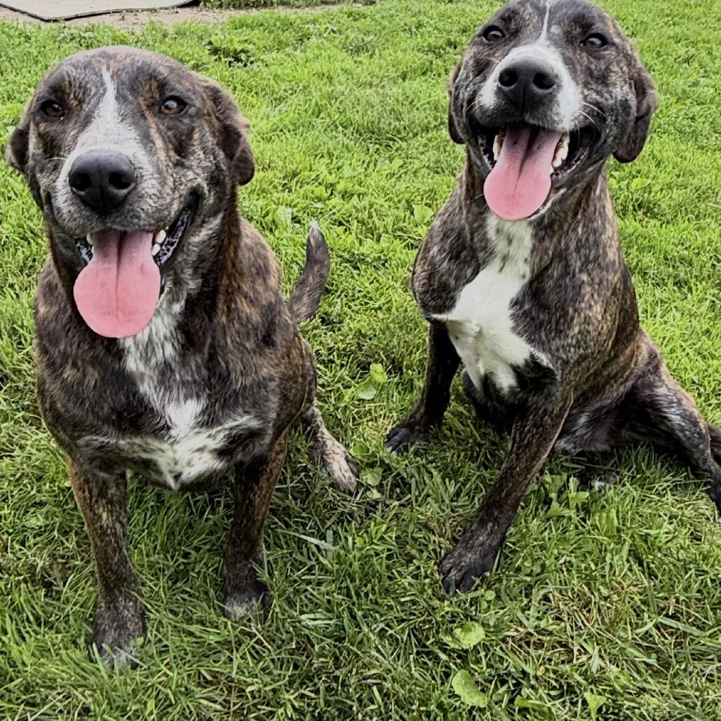 Enlarge Rosalina, a Adoptable mixed breed in Union City, PA image 5/5